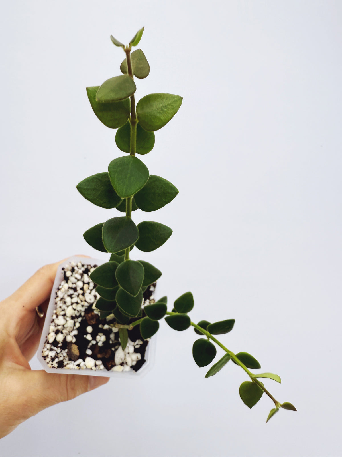 Hoya chinghungensis