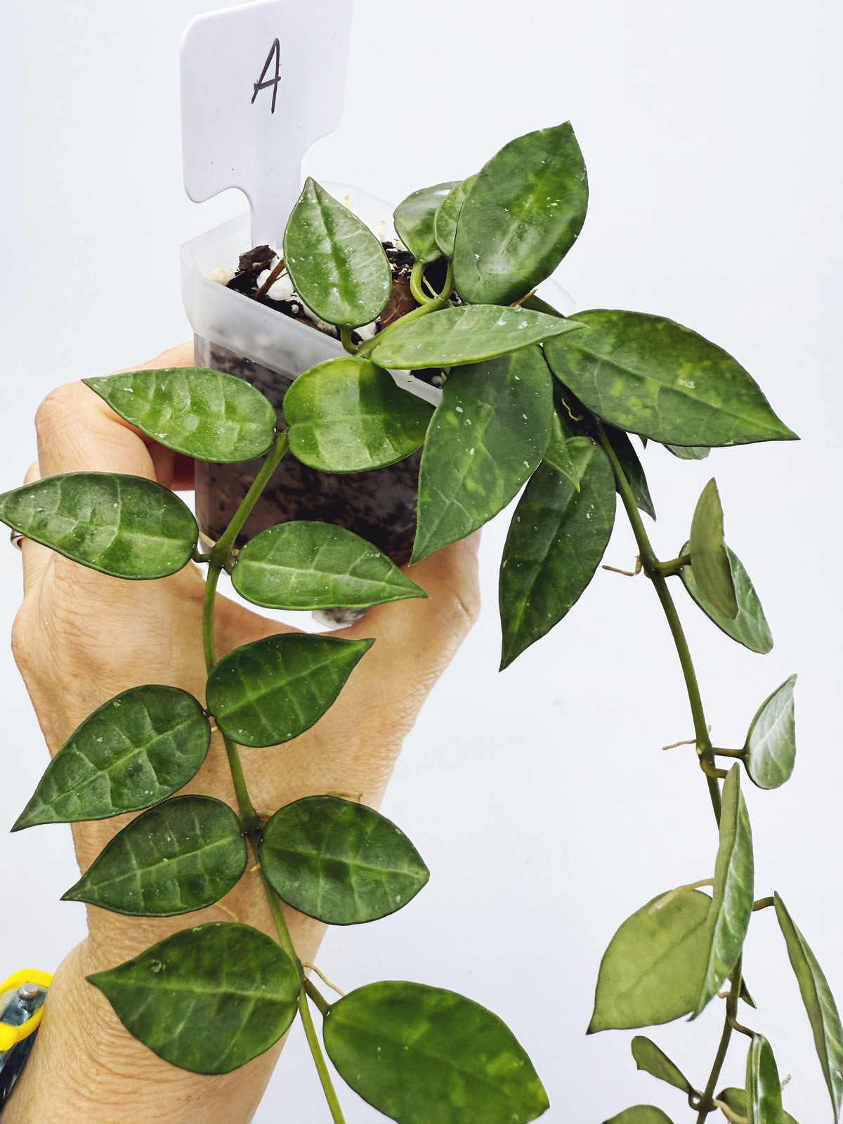 Hoya lacunosa amarillo (Plant A)