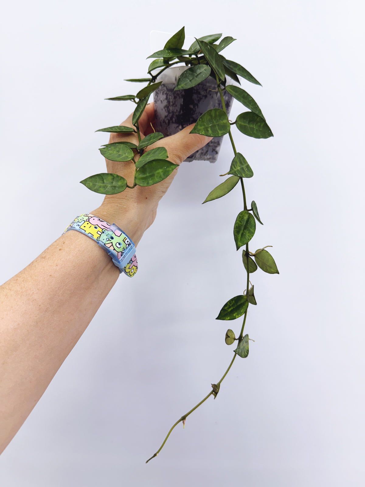 Hoya lacunosa amarillo (Plant A)