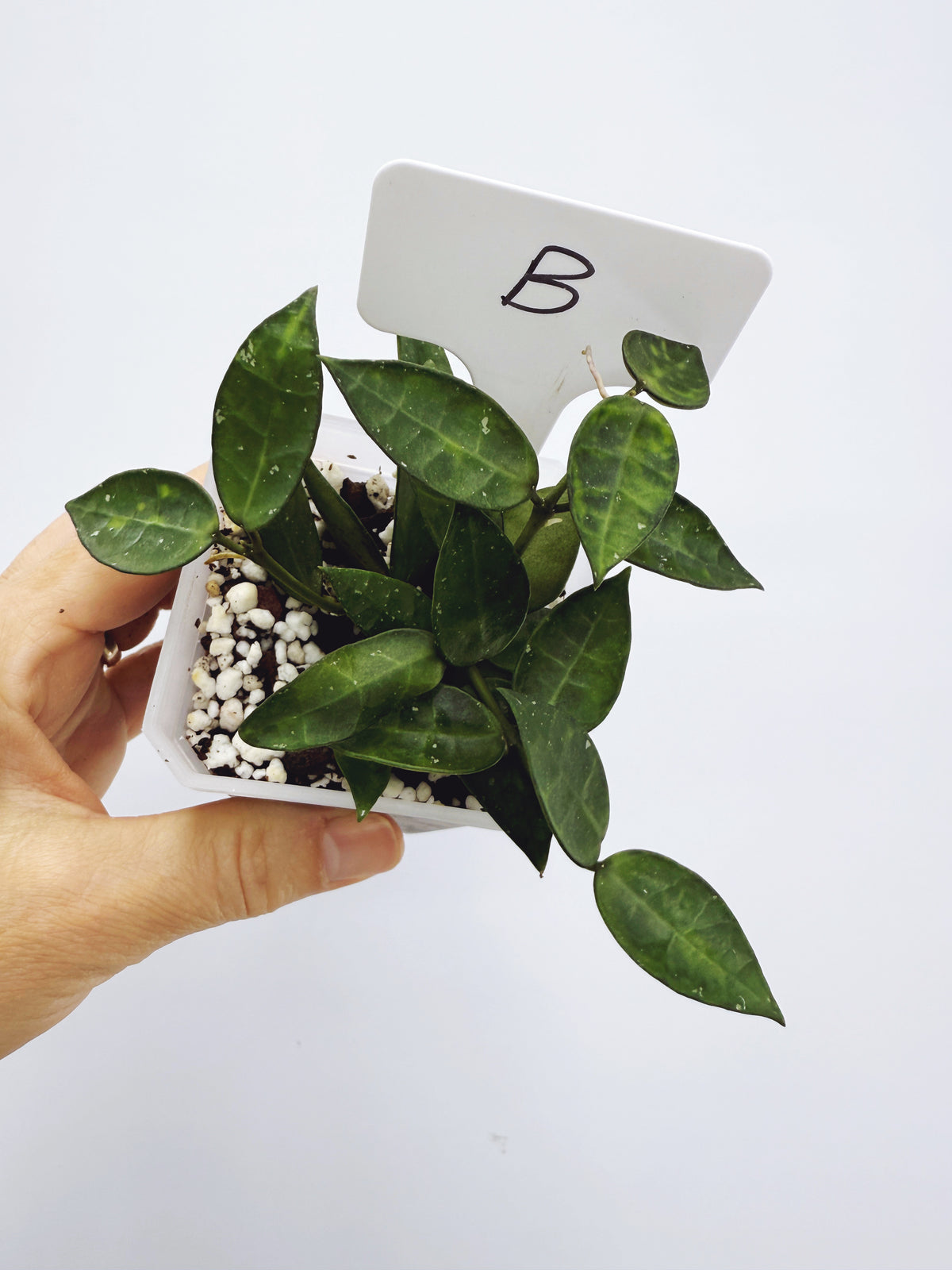 Hoya lacunosa amarillo (Plant B)