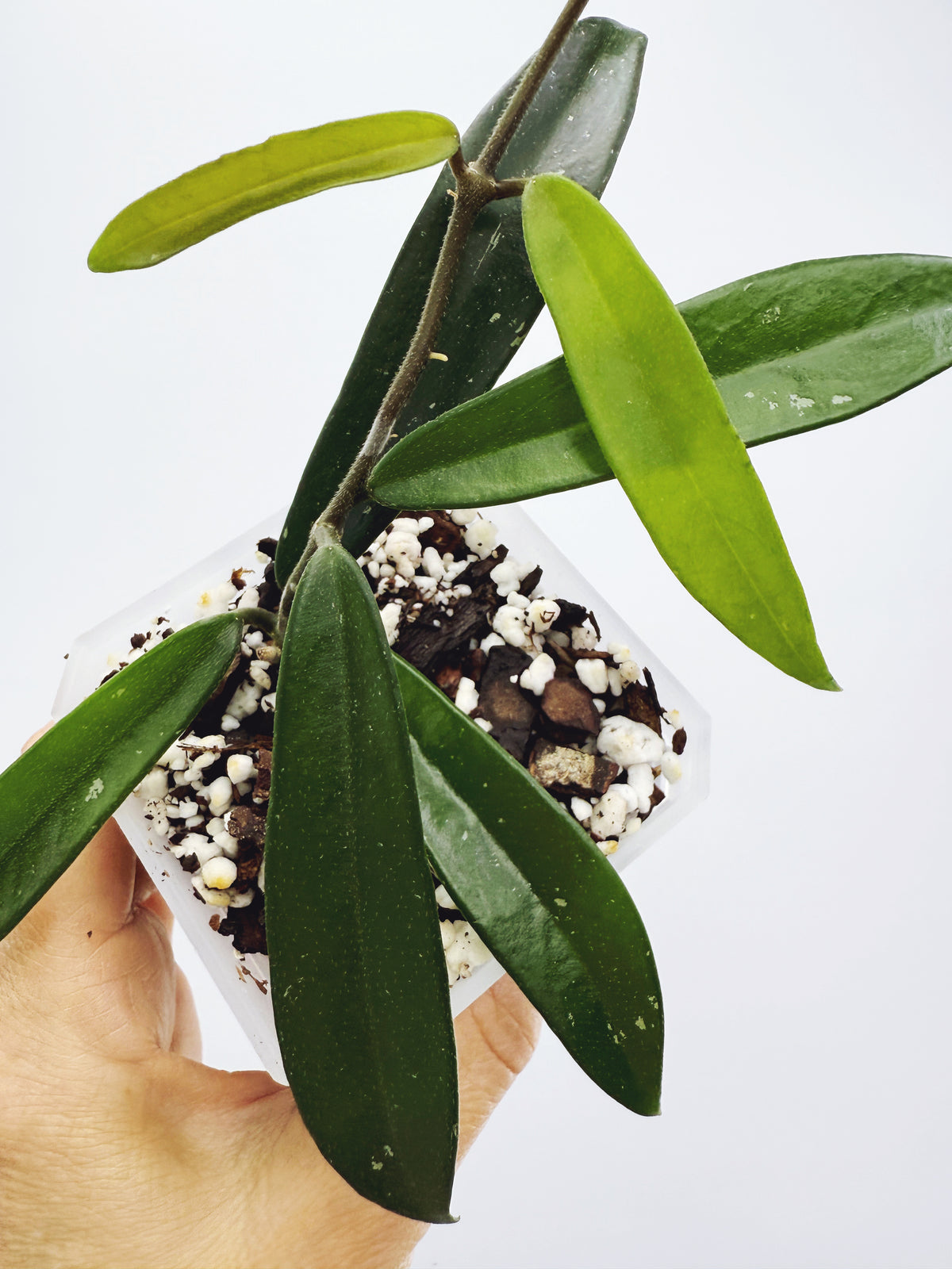 Hoya minibelle