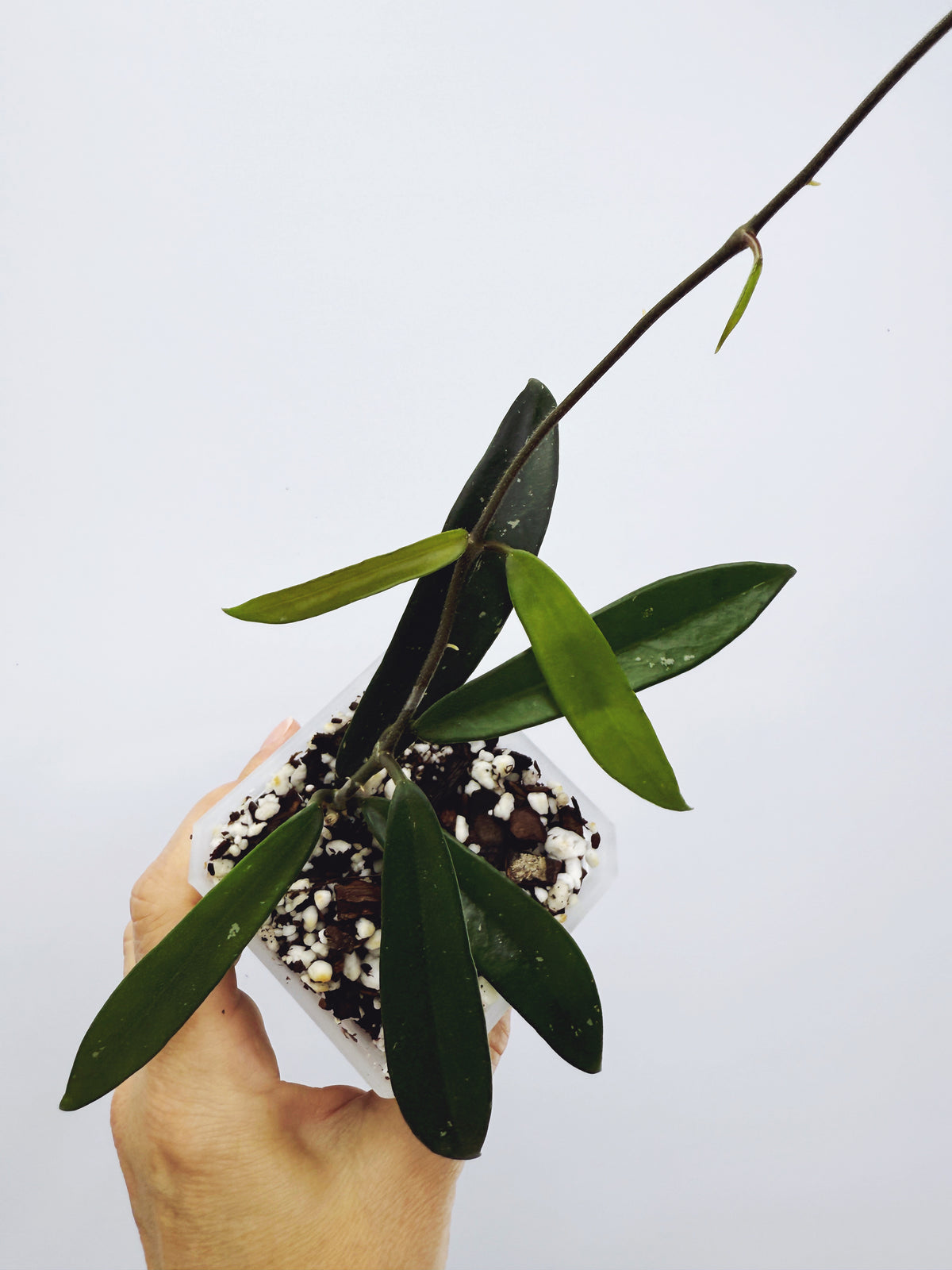 Hoya minibelle