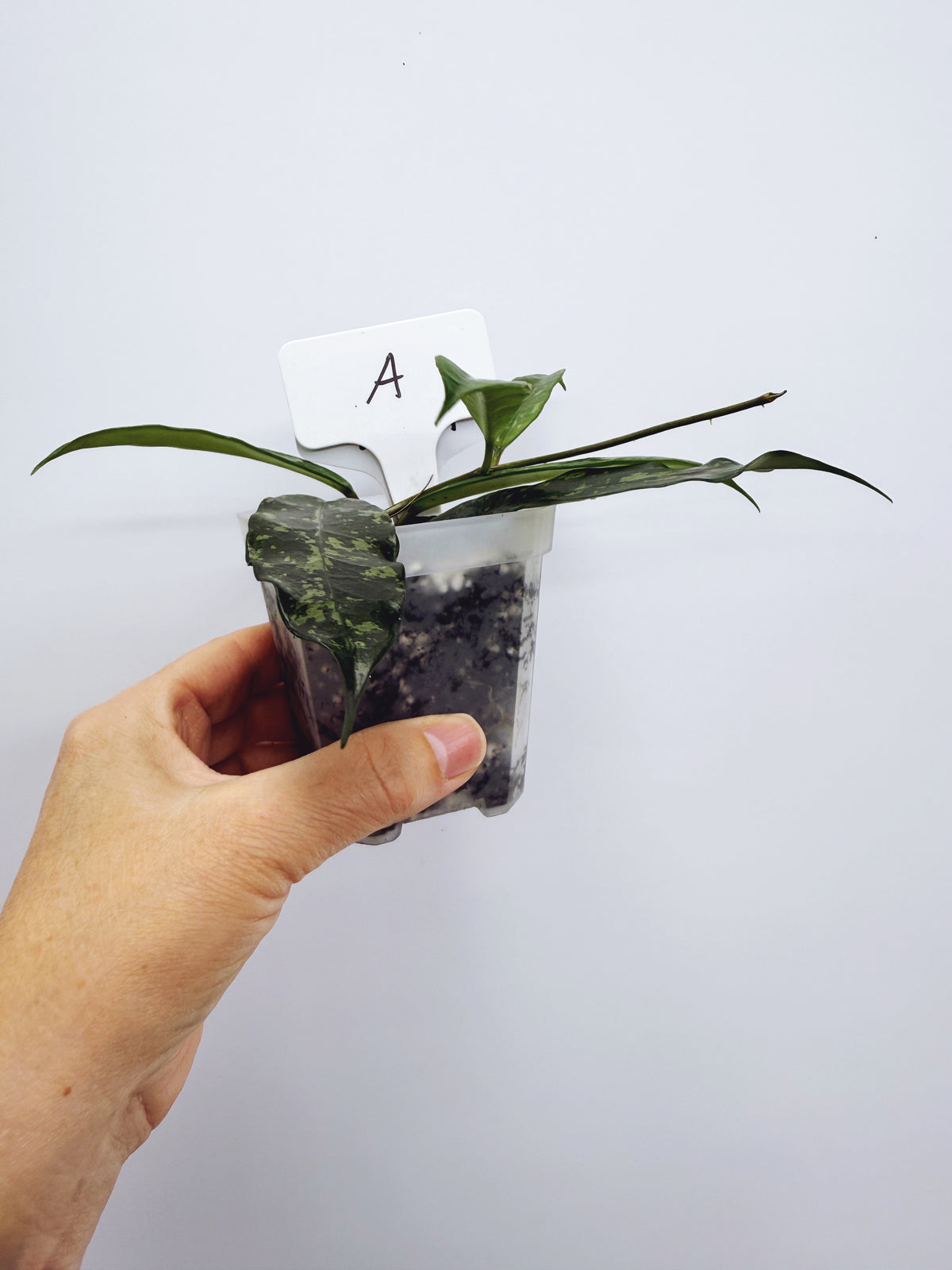 Hoya griffithii splash Plant A