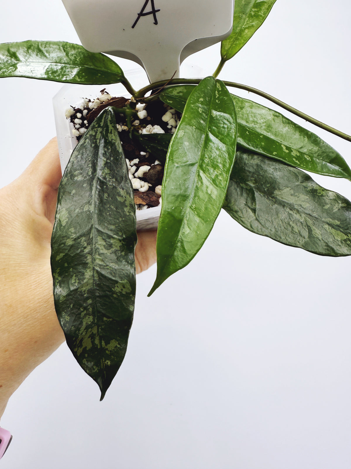 Hoya griffithii splash Plant A