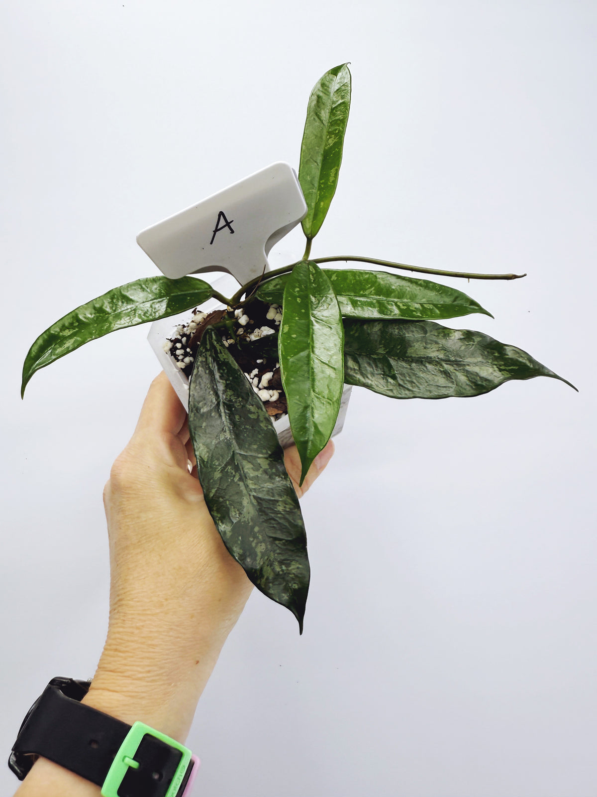 Hoya griffithii splash Plant A