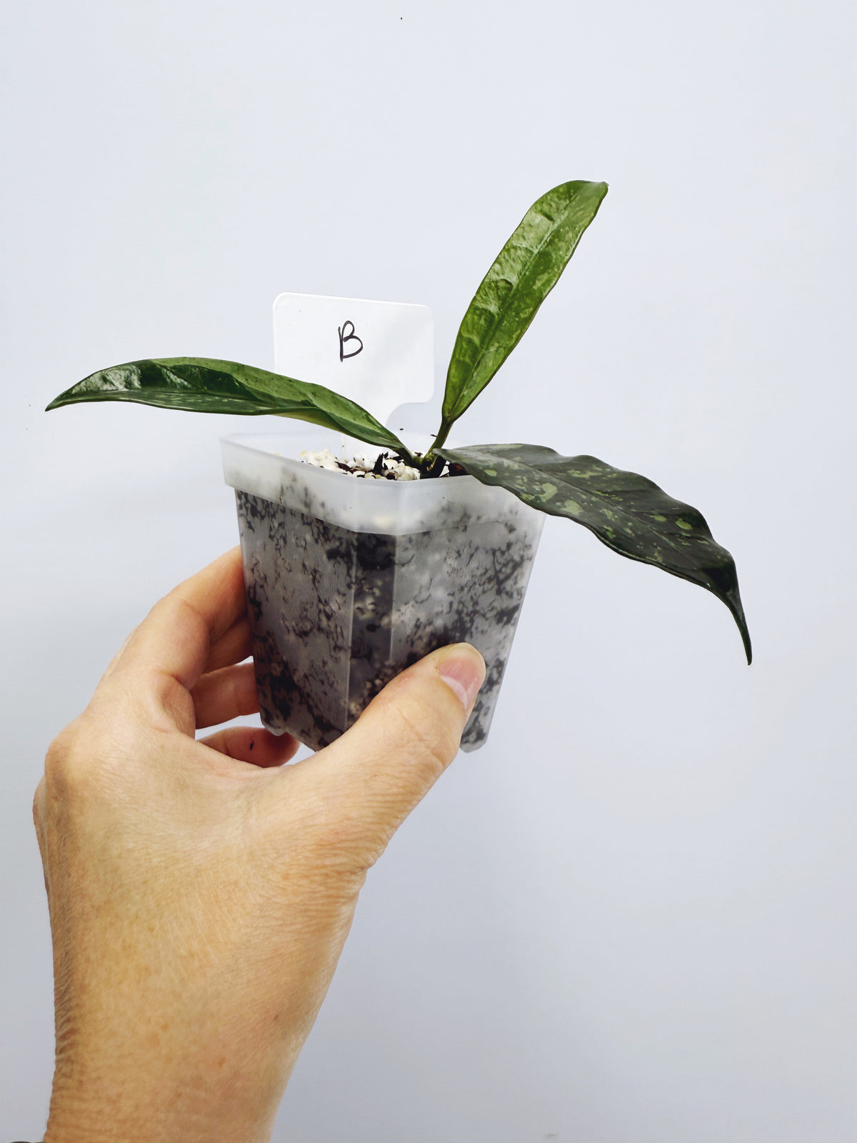 Hoya griffithii splash Plant B