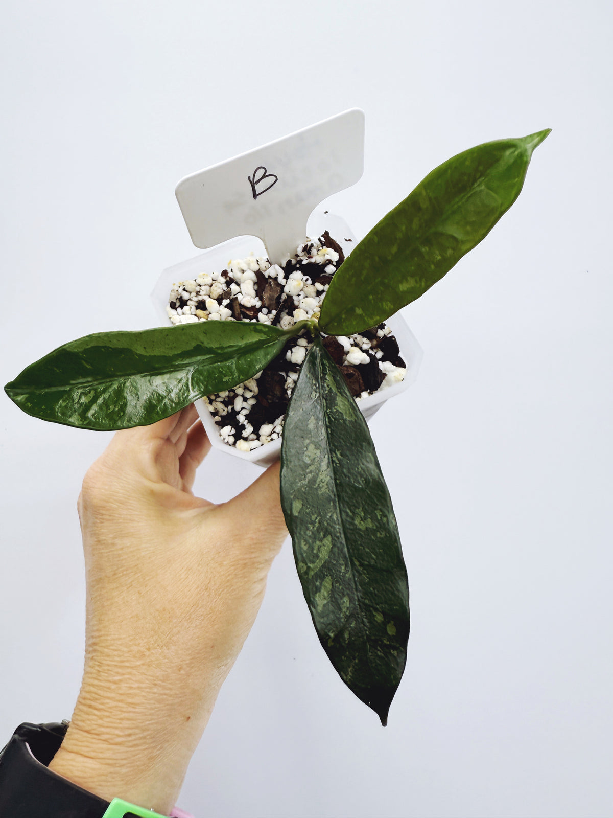 Hoya griffithii splash Plant B