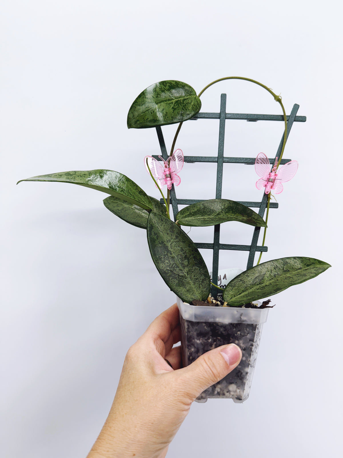 Hoya rime splash