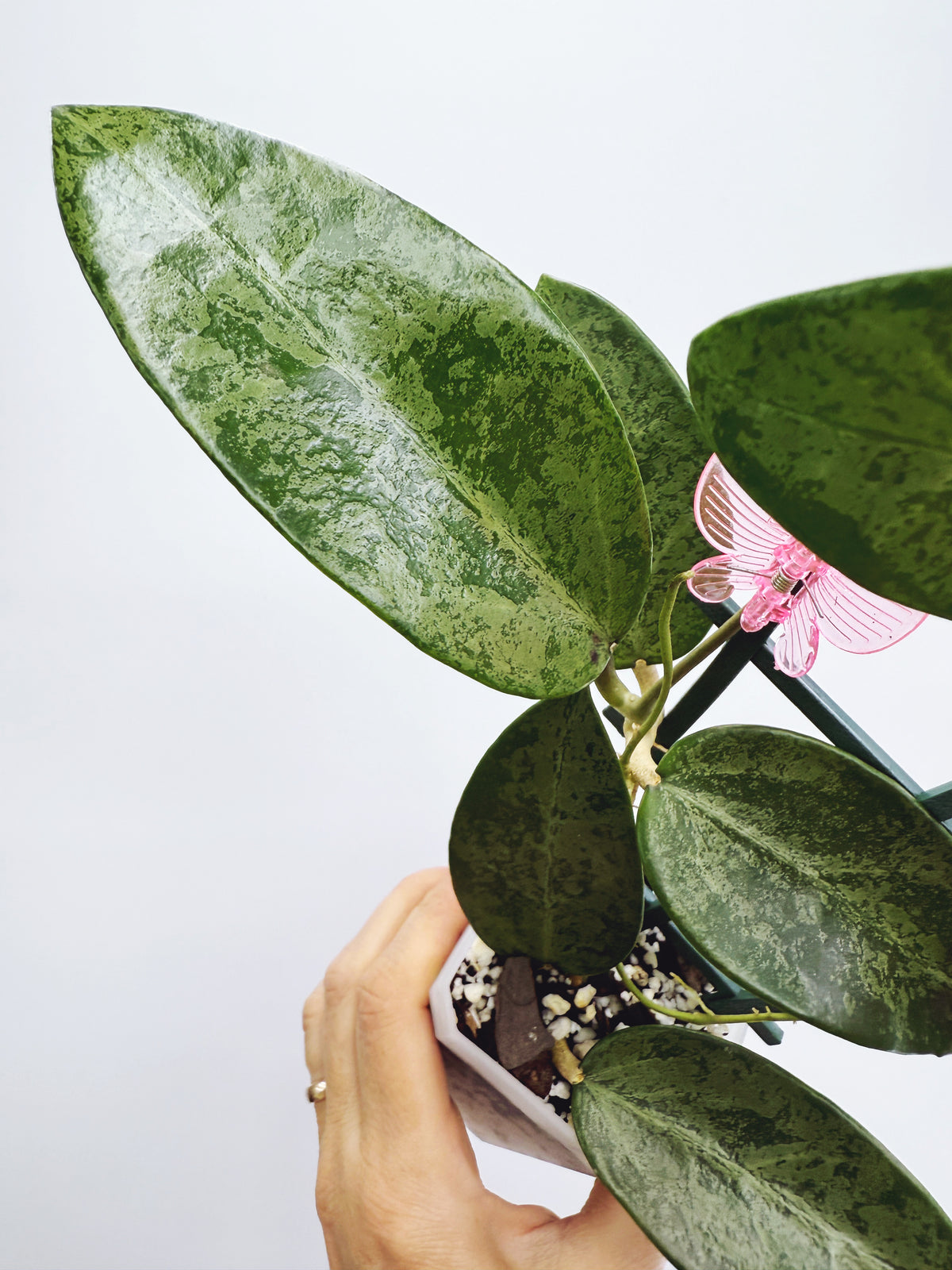 Hoya rime splash