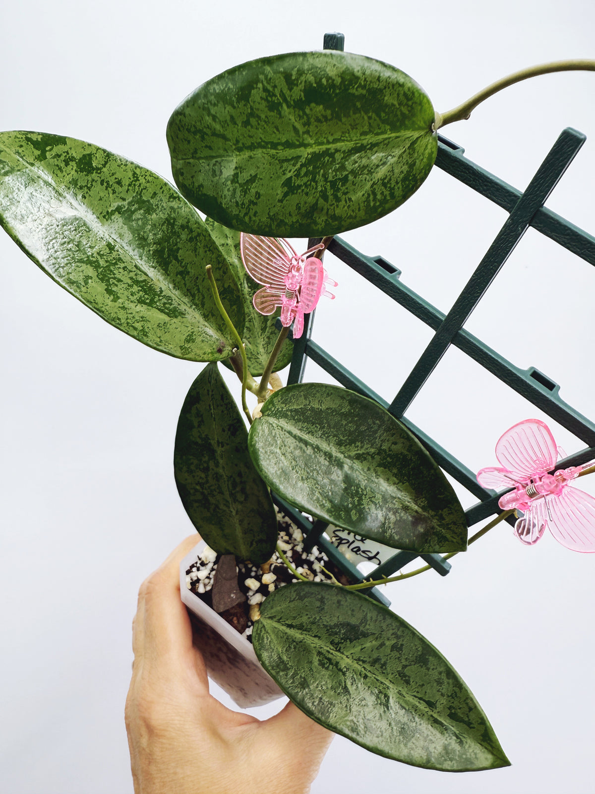 Hoya rime splash
