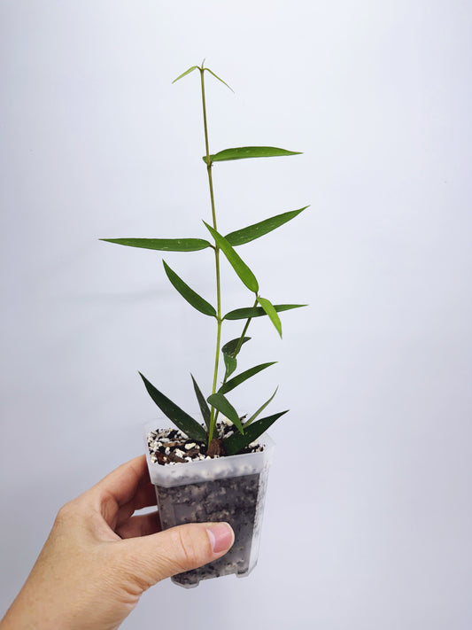 Hoya burmanica
