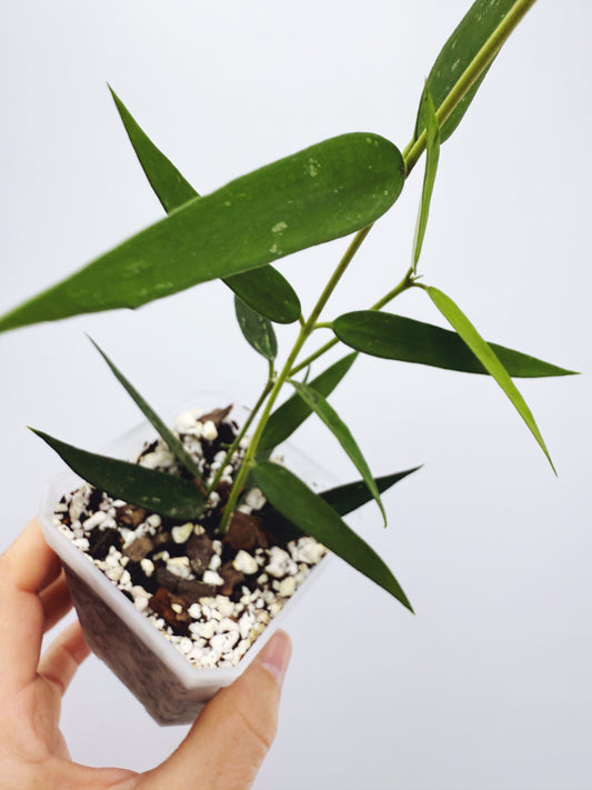 Hoya burmanica
