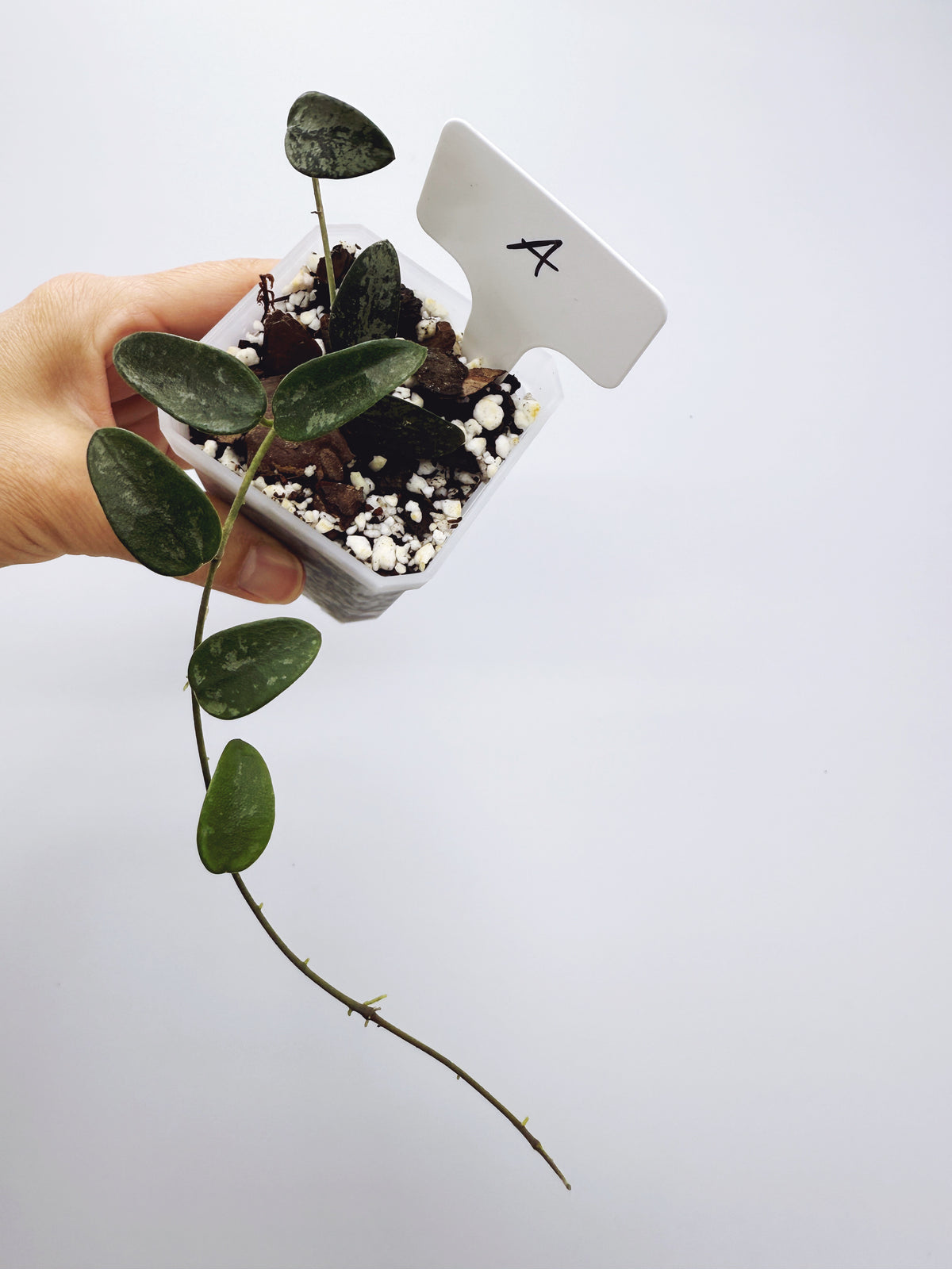 Hoya lima splash Plant A