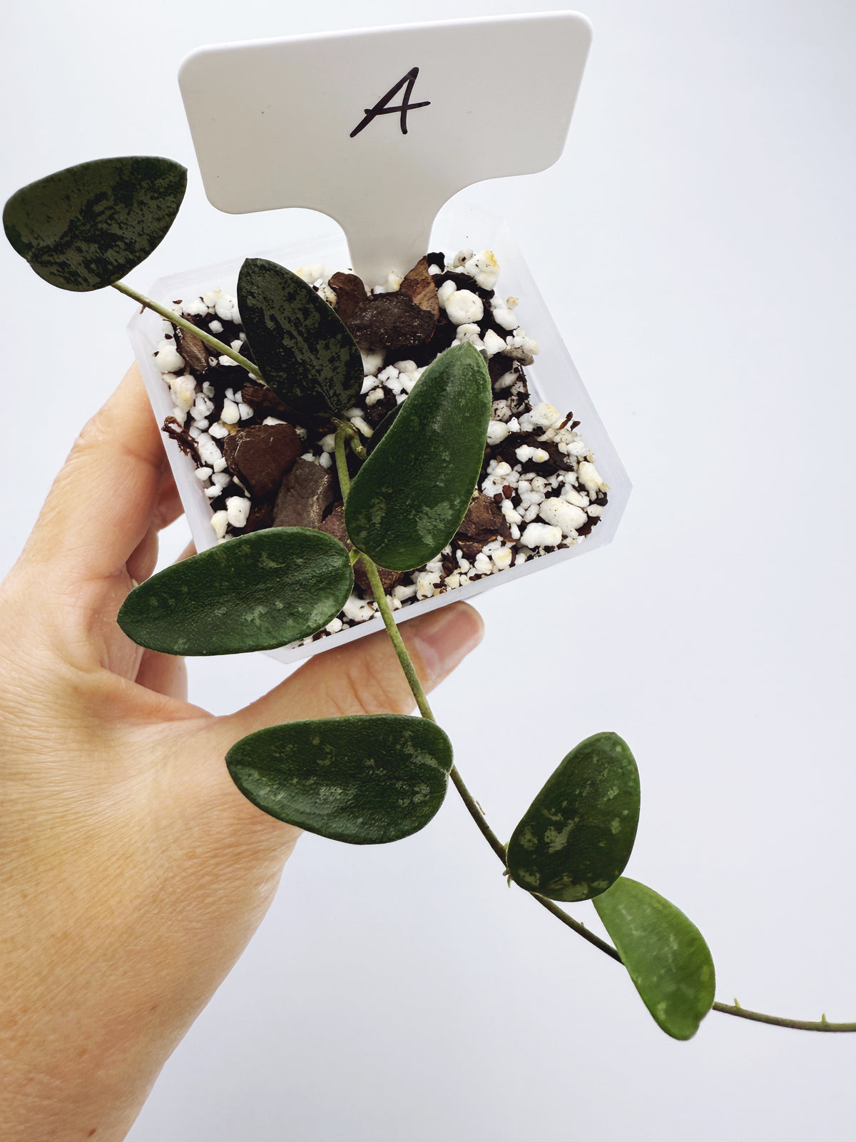 Hoya lima splash Plant A