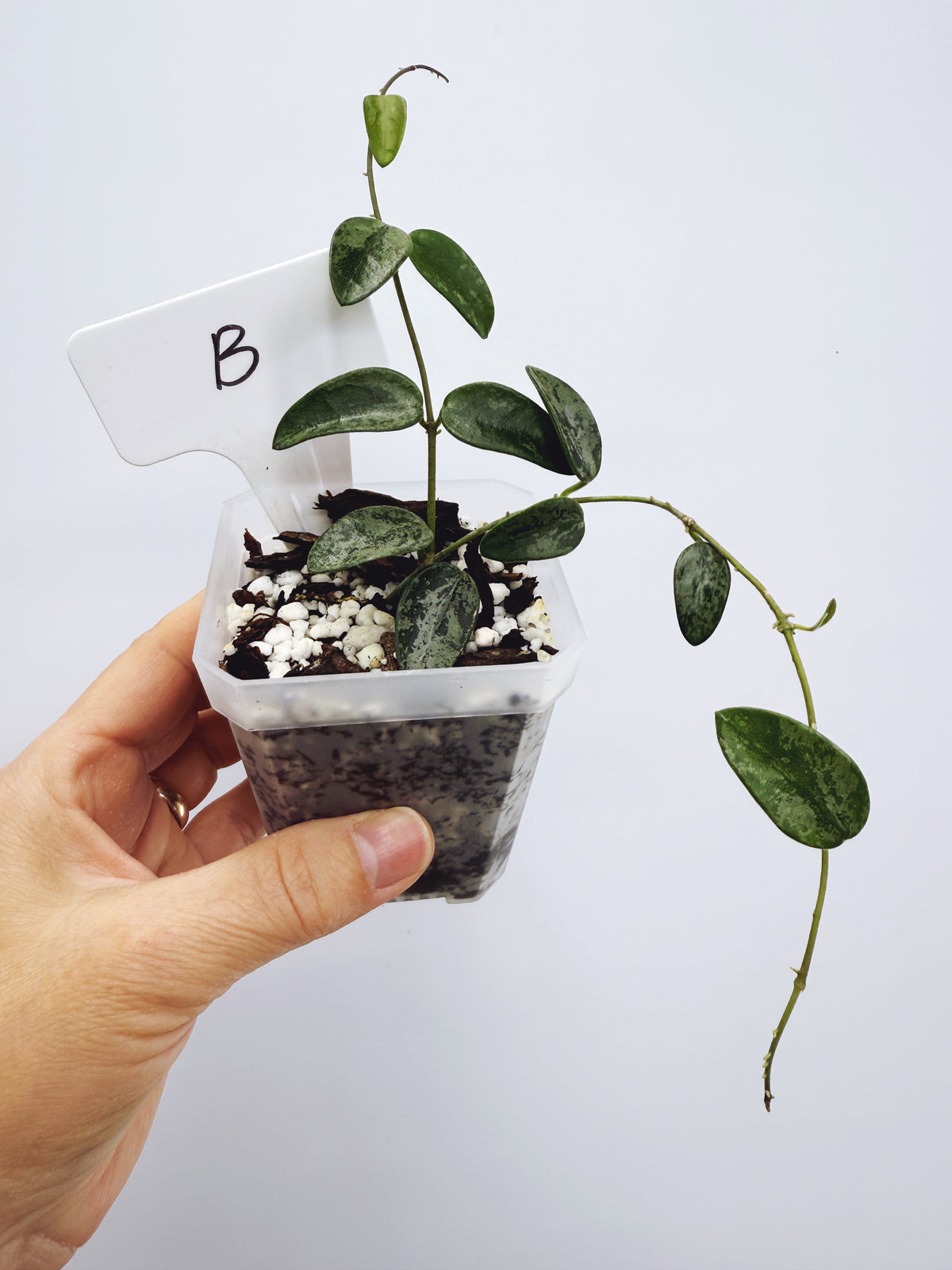 Hoya lima splash Plant B