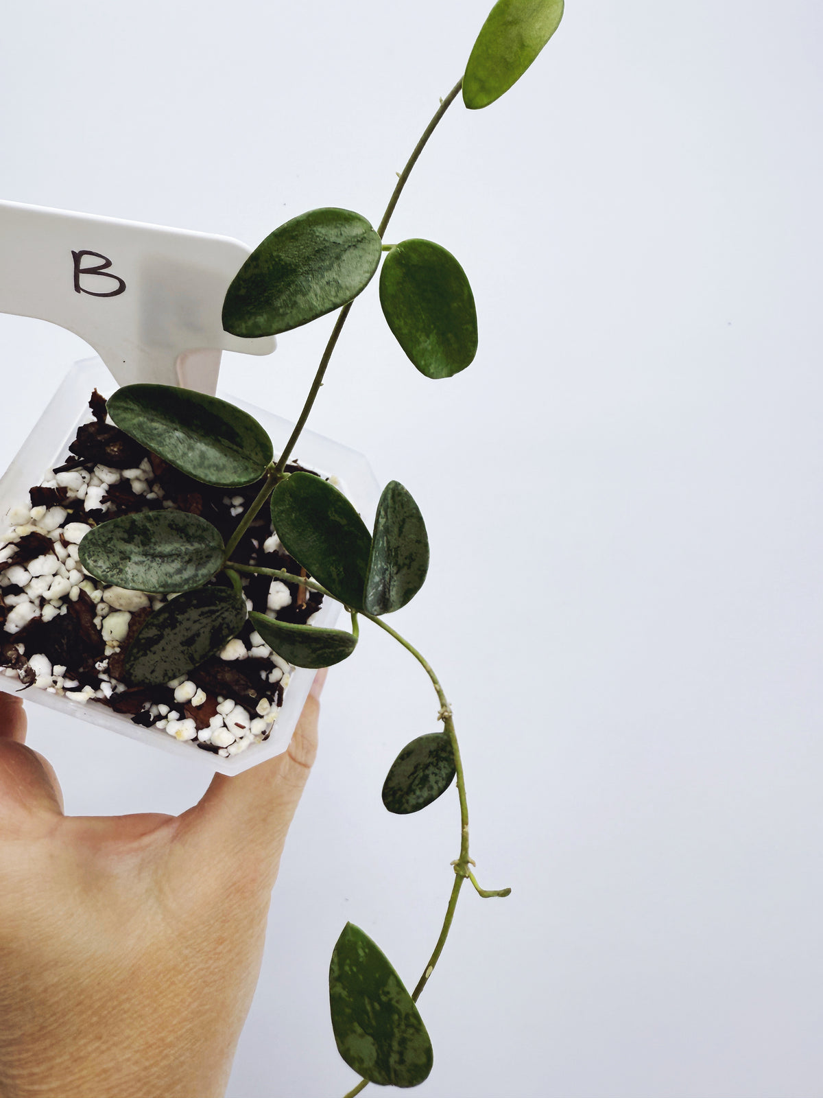 Hoya lima splash Plant B