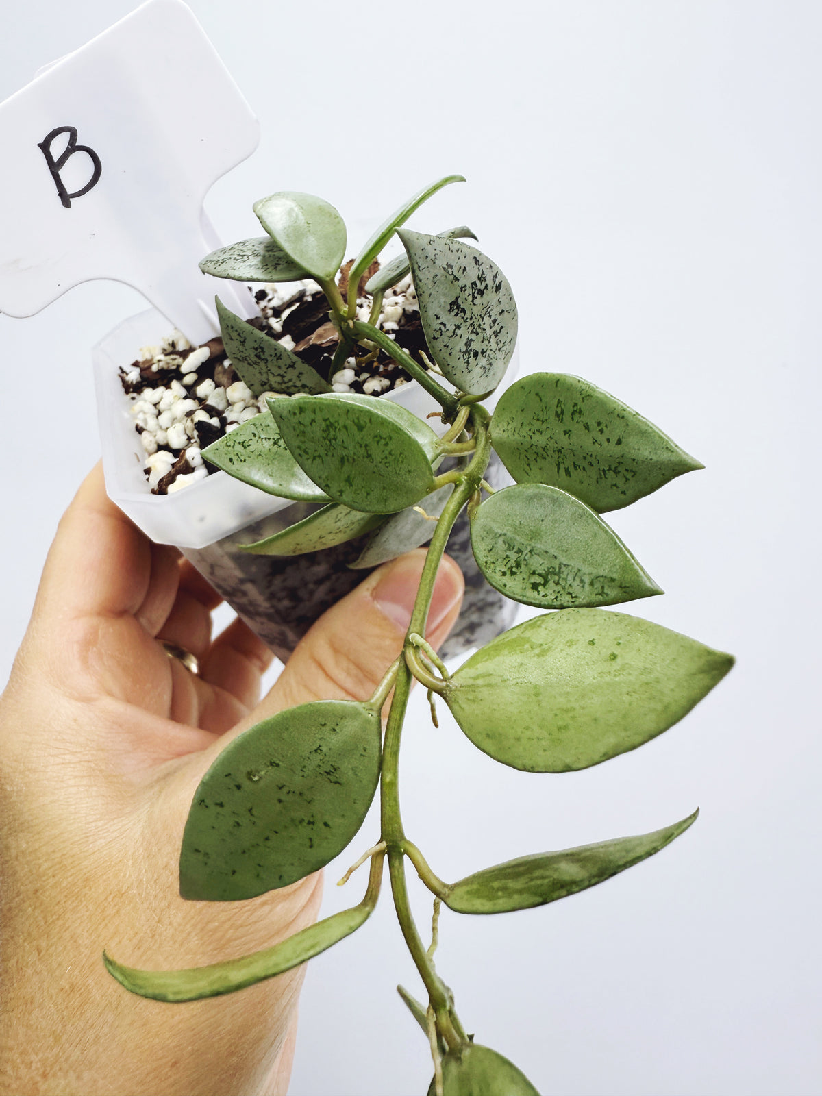 Hoya lacunosa leopard skin Plant B