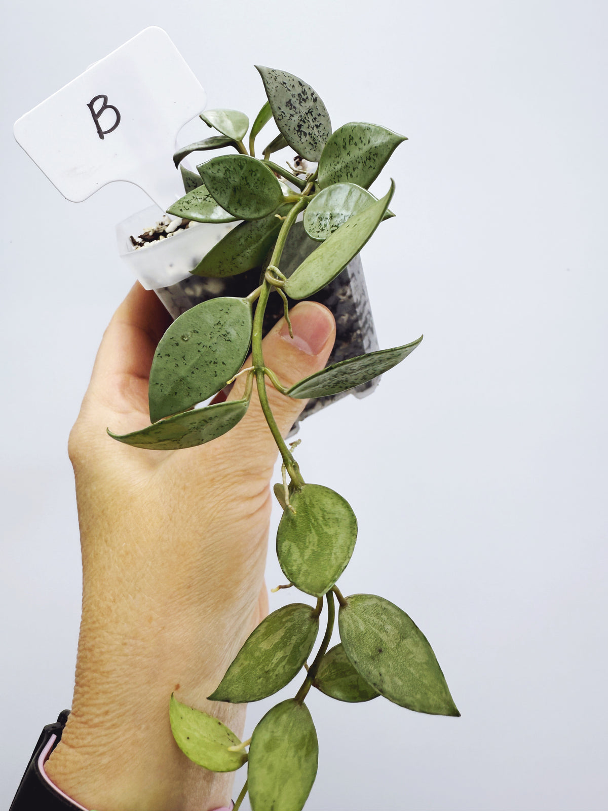 Hoya lacunosa leopard skin Plant B