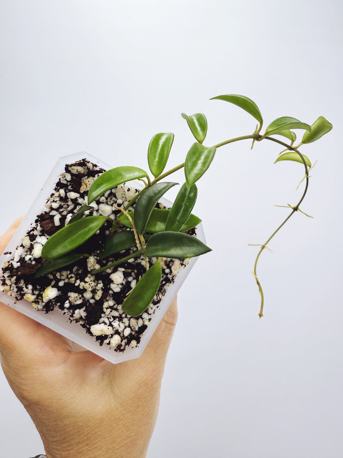 Hoya sp. EPC-319 mini wayetii