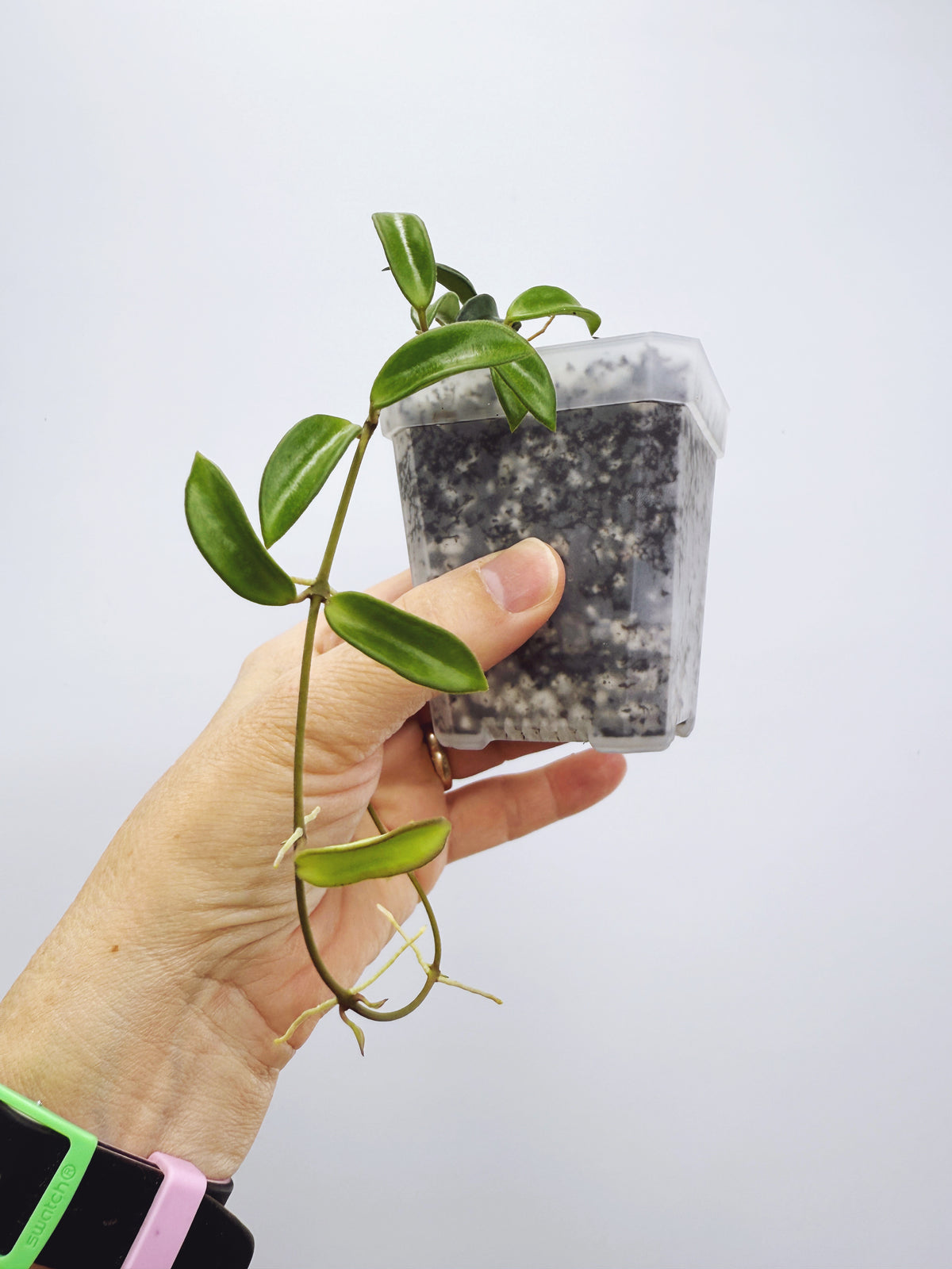 Hoya sp. EPC-319 mini wayetii