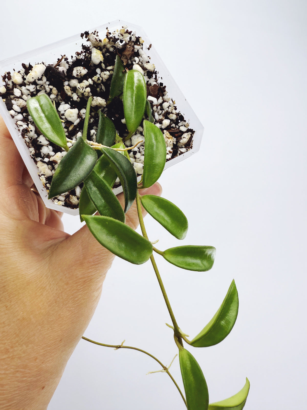 Hoya sp. EPC-319 mini wayetii