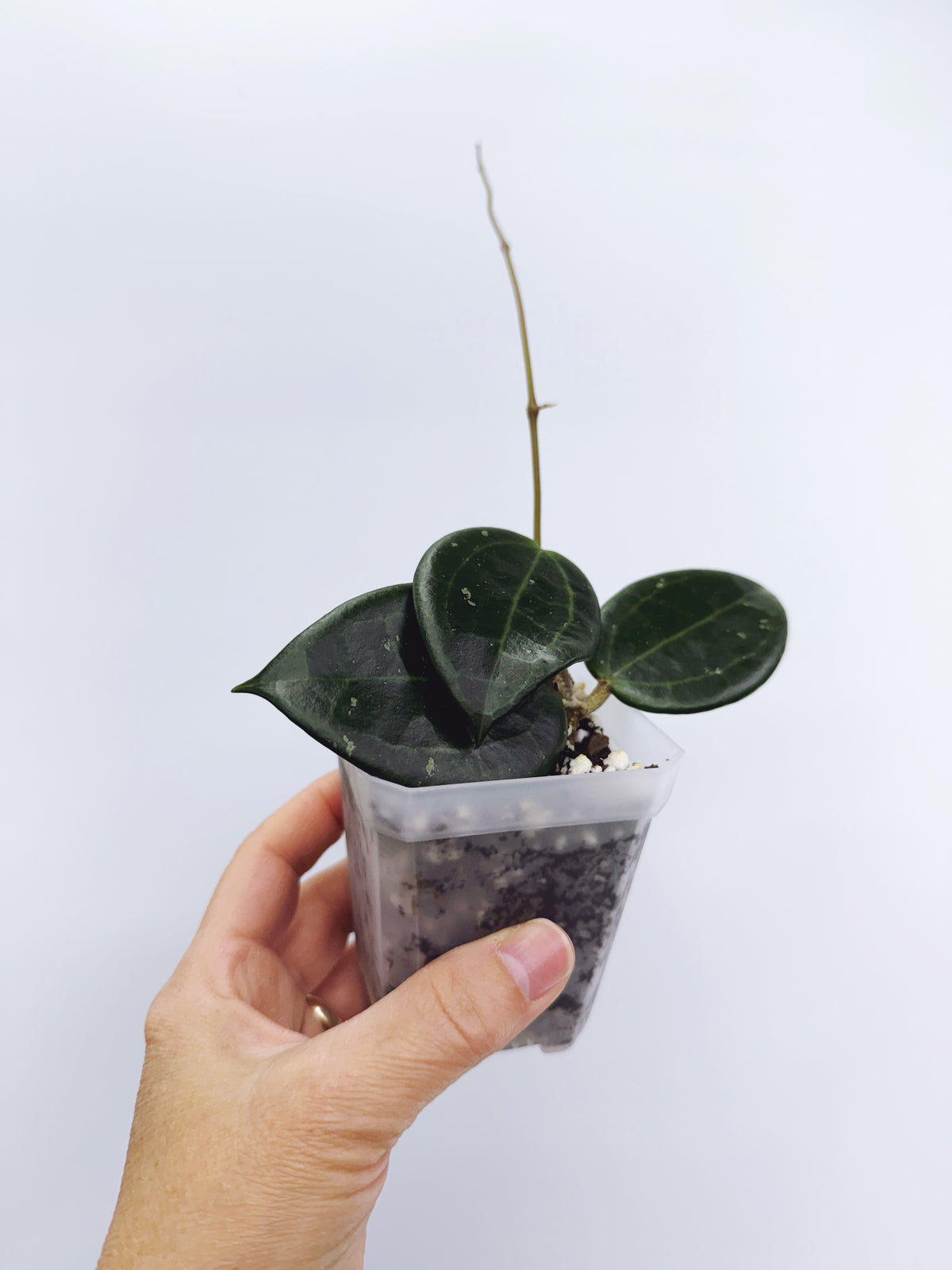 Hoya hanhiae yellow