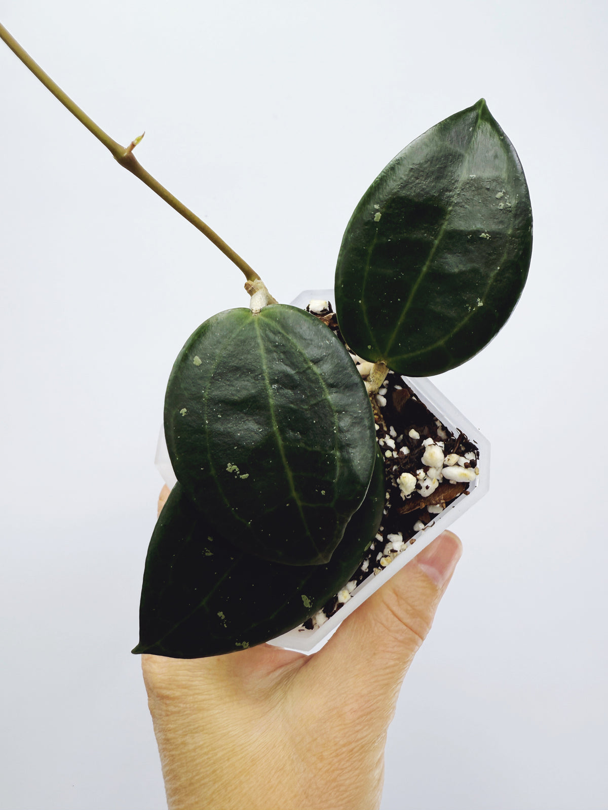 Hoya hanhiae yellow