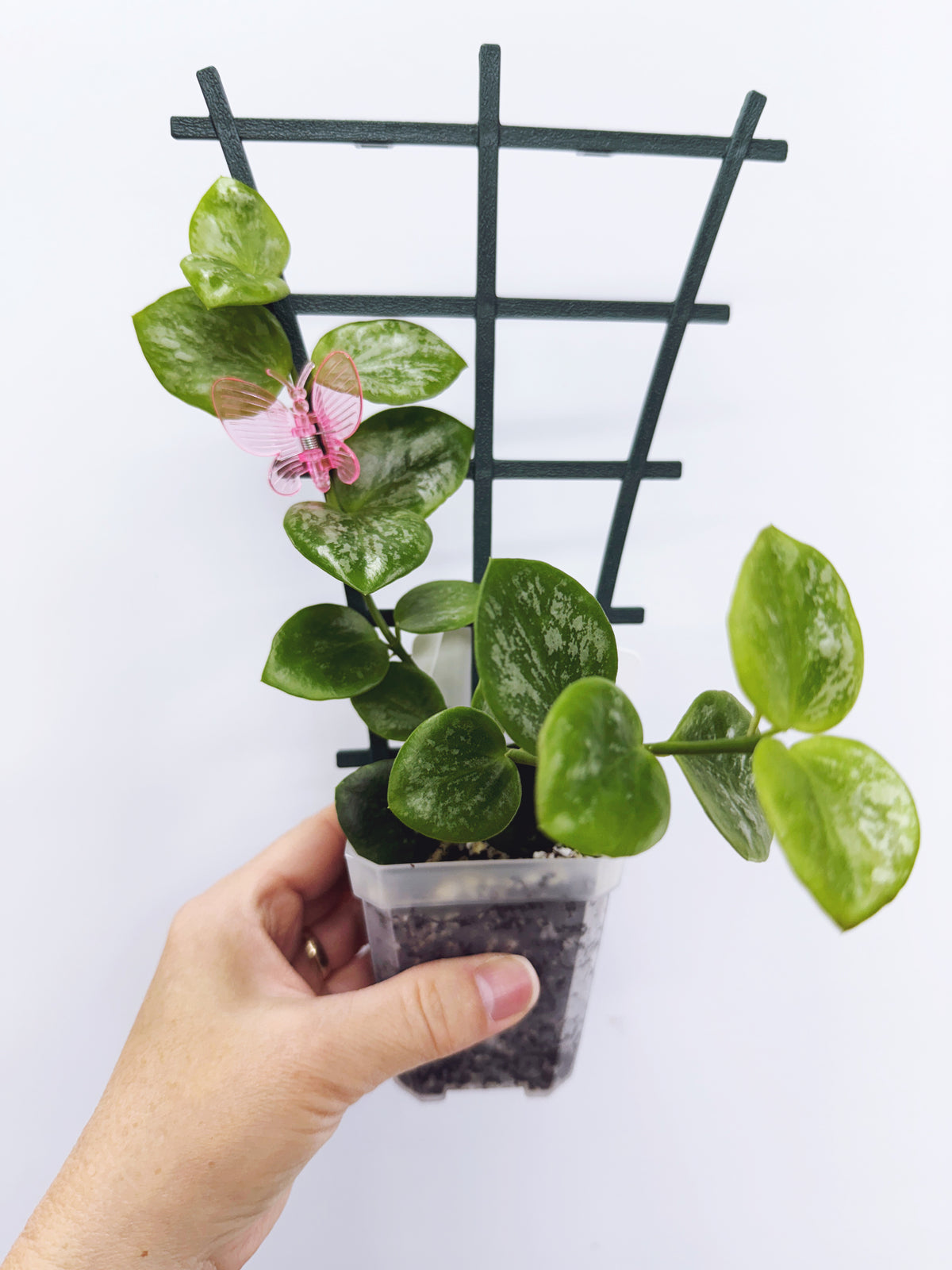 Hoya biakensis splash (Plant B)
