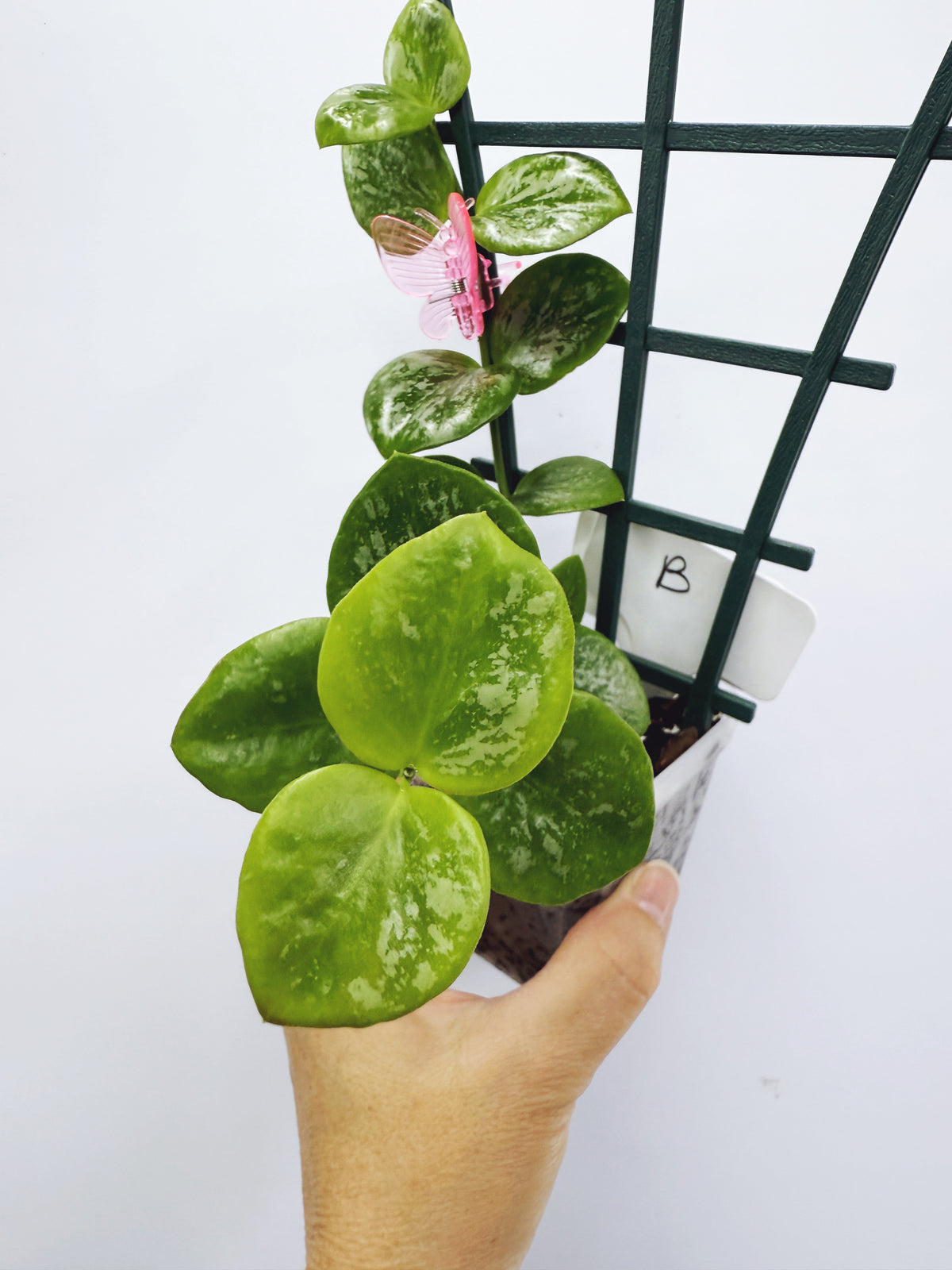 Hoya biakensis splash (Plant B)
