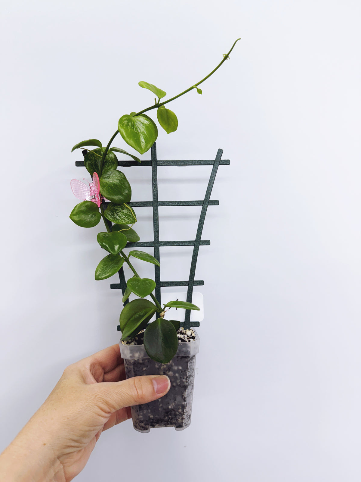Hoya biakensis splash (Plant A)