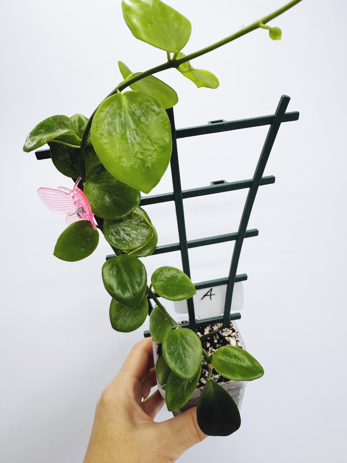 Hoya biakensis splash (Plant A)
