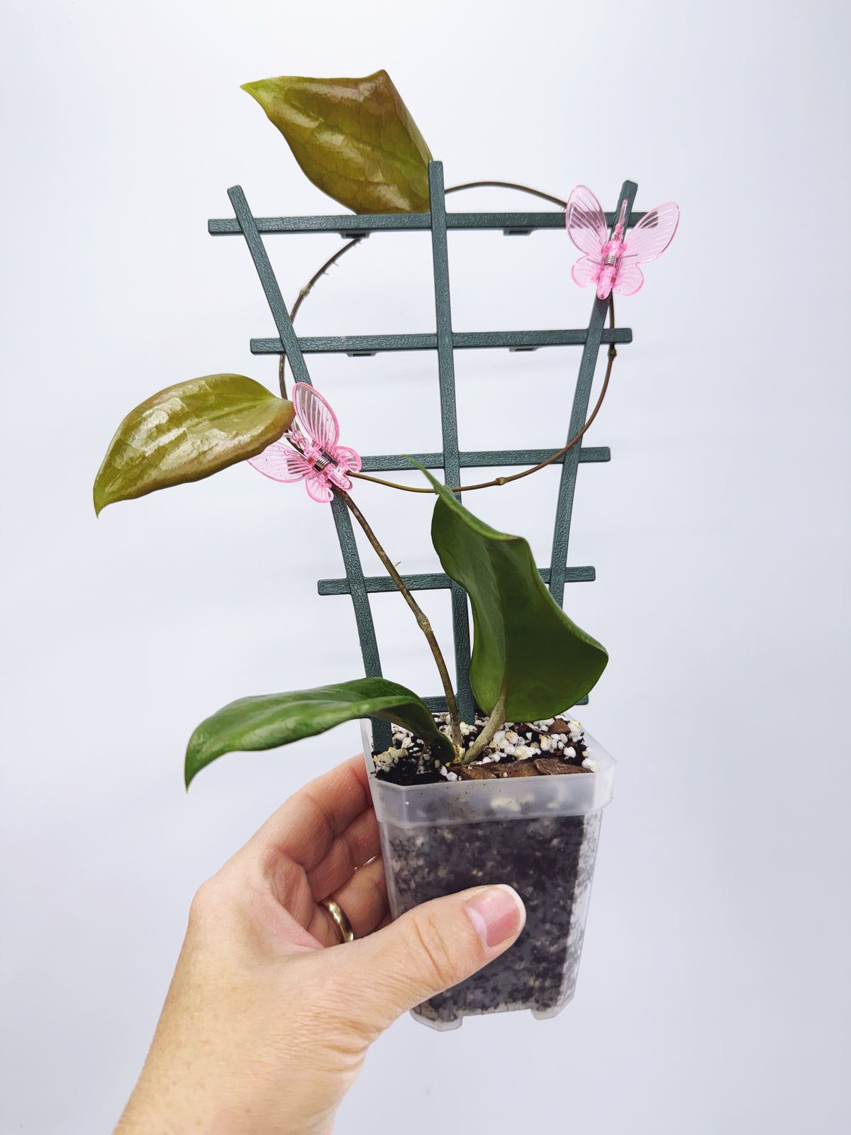 Hoya pentaphlebia