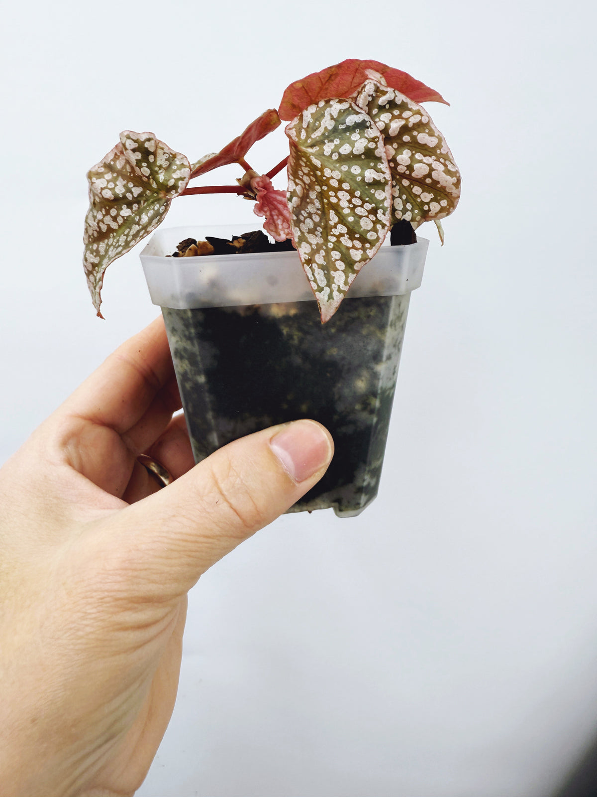 Begonia snow capped variegated