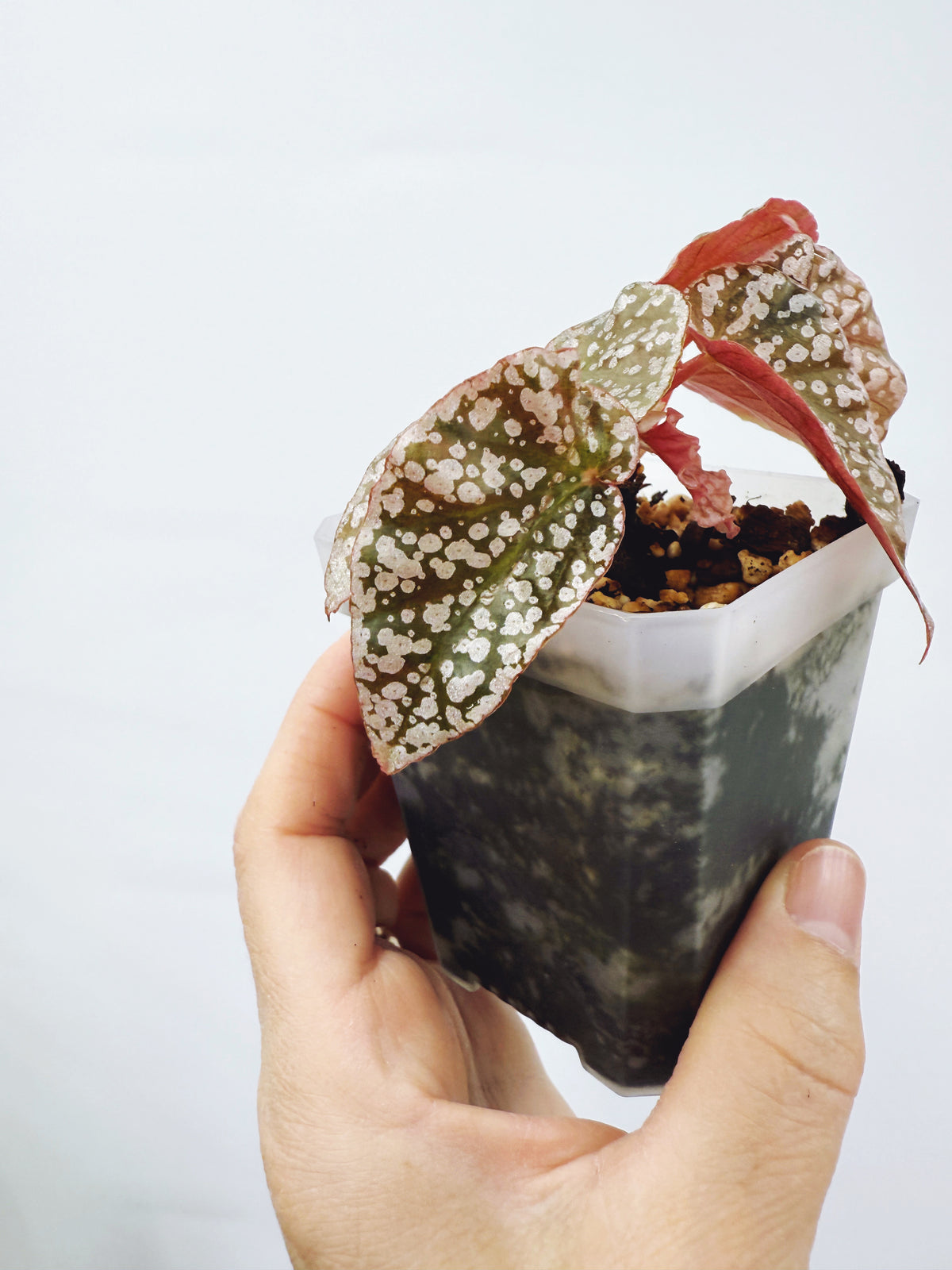 Begonia snow capped variegated
