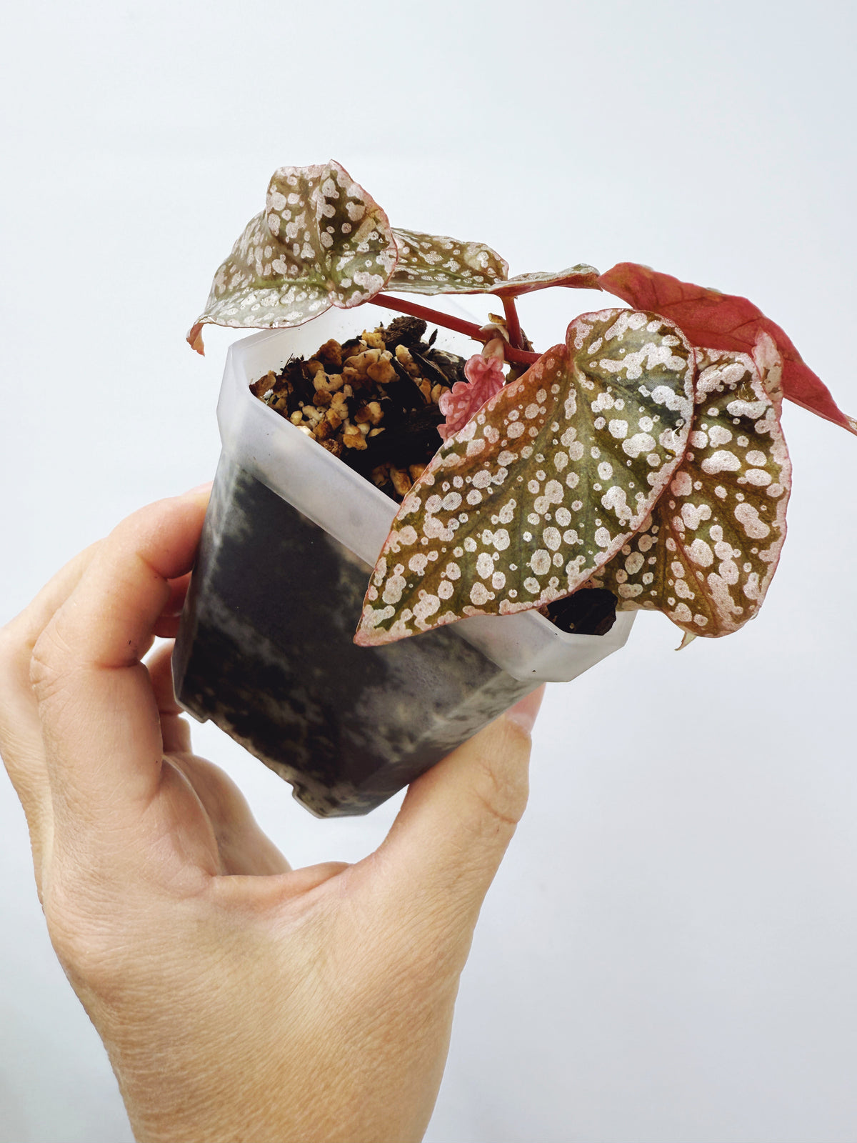 Begonia snow capped variegated