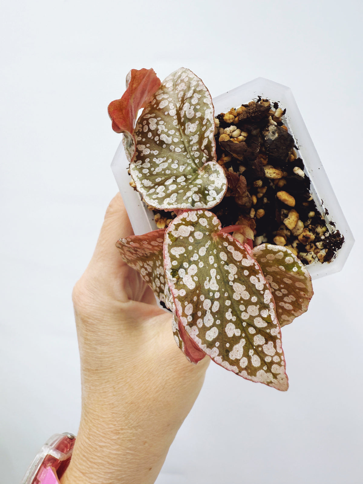 Begonia snow capped variegated