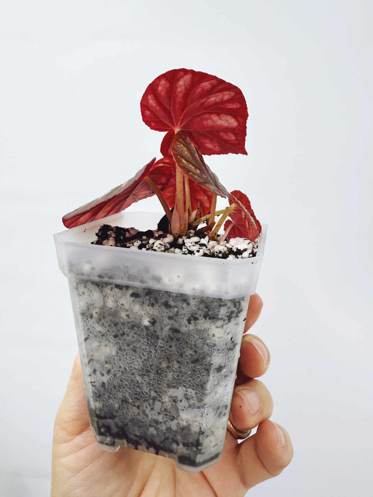 Begonia candy stripes