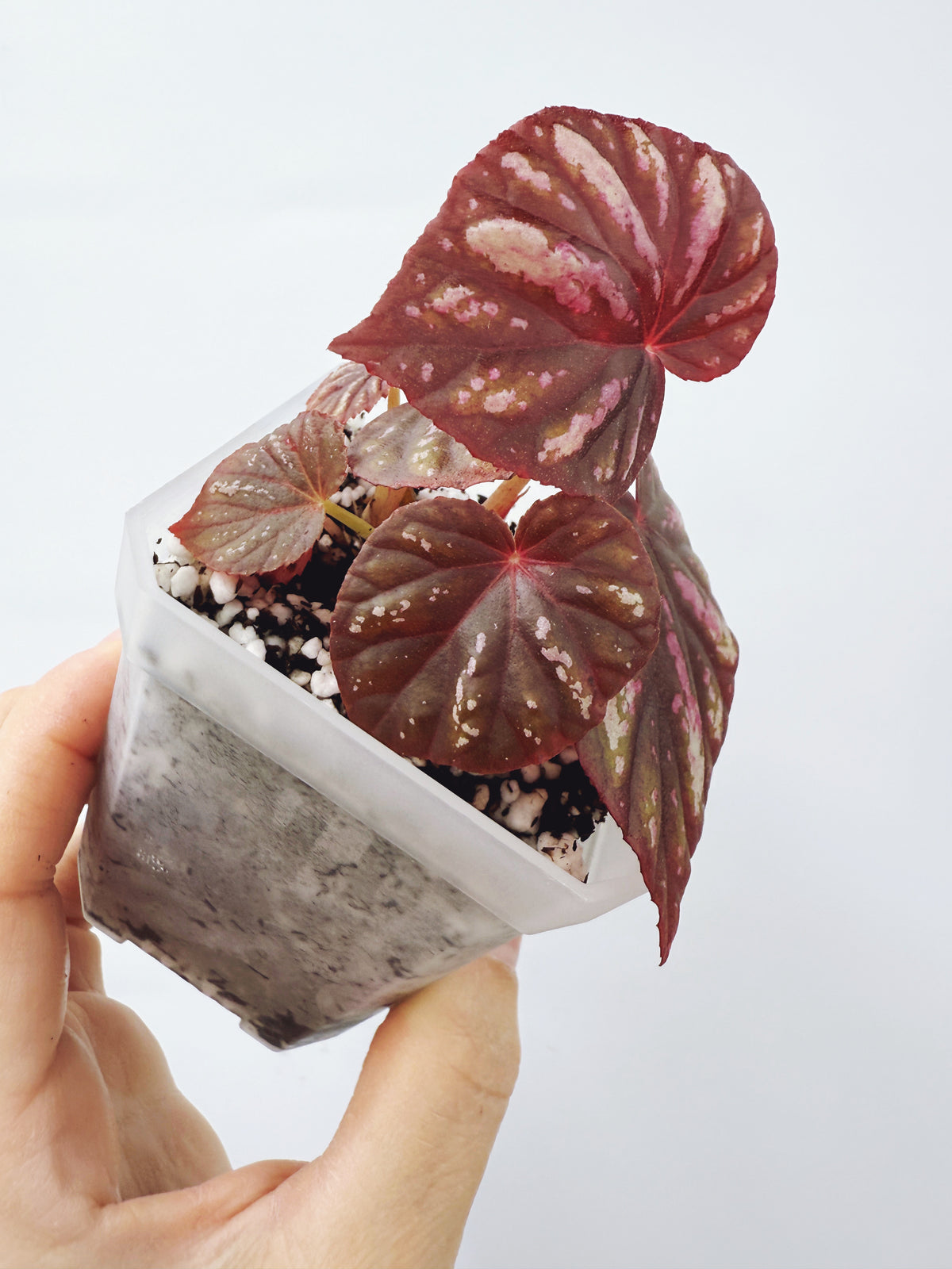 Begonia candy stripes
