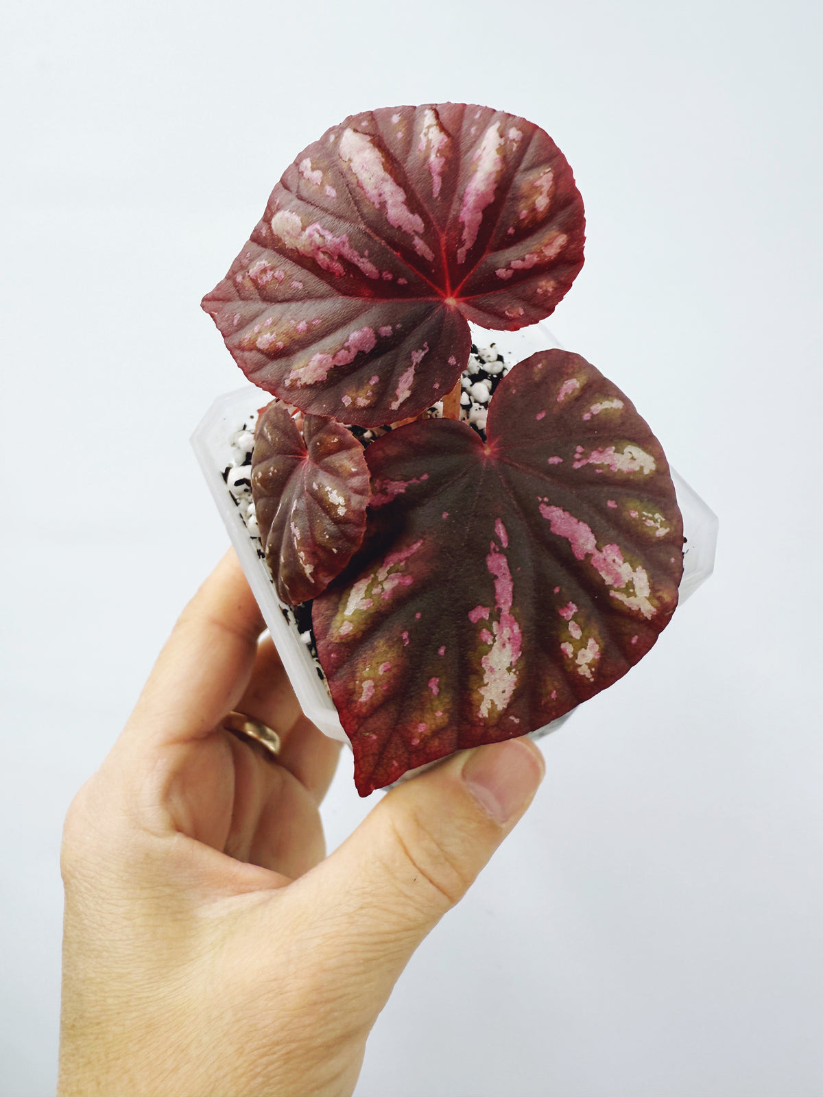 Begonia candy stripes