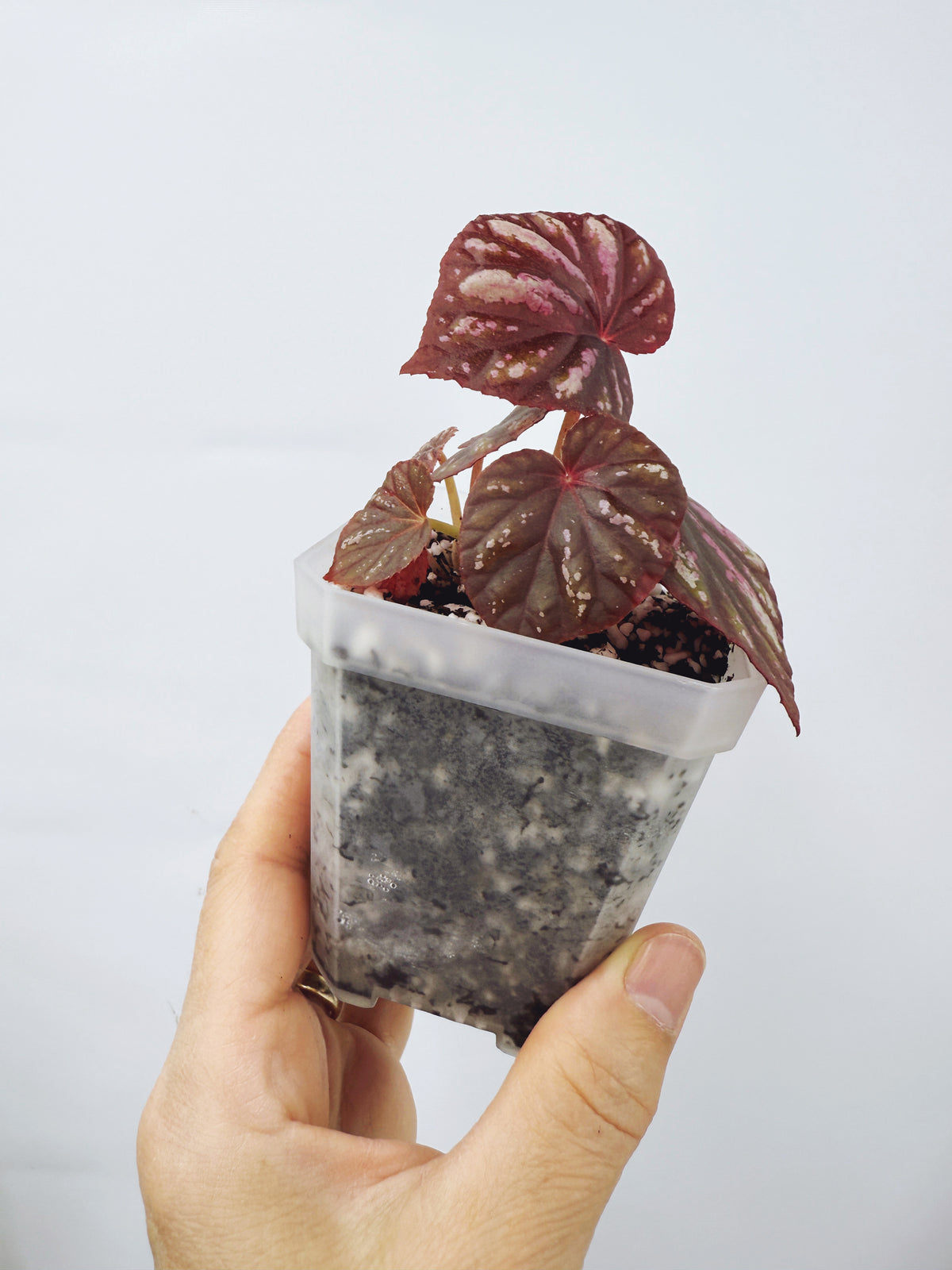Begonia candy stripes