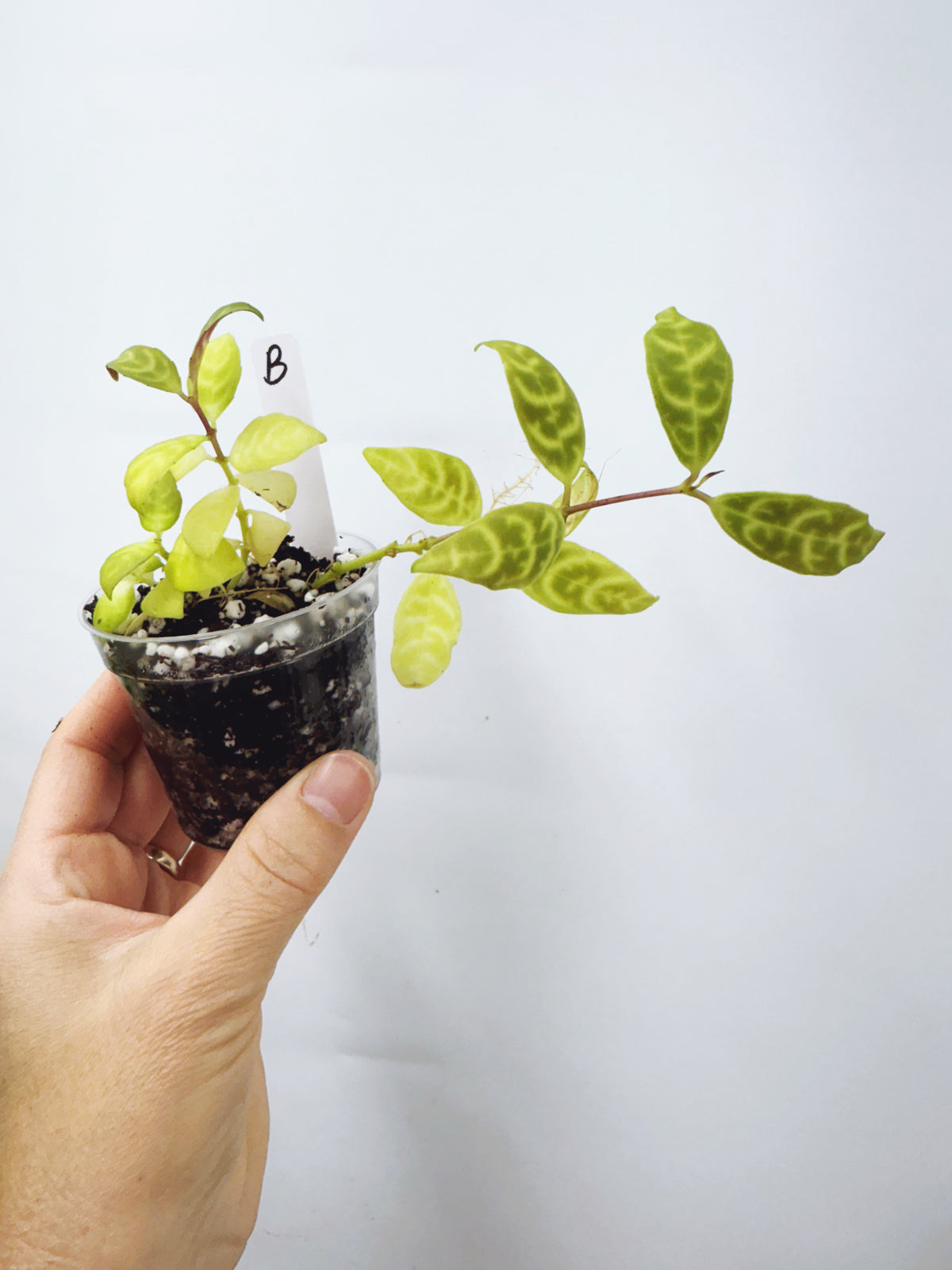 Aeschynanthus Black Pagoda Lipstick Plant (Plant B)