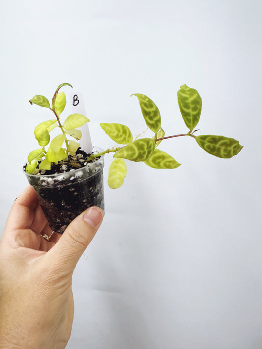 Aeschynanthus Black Pagoda Lipstick Plant (Plant B)