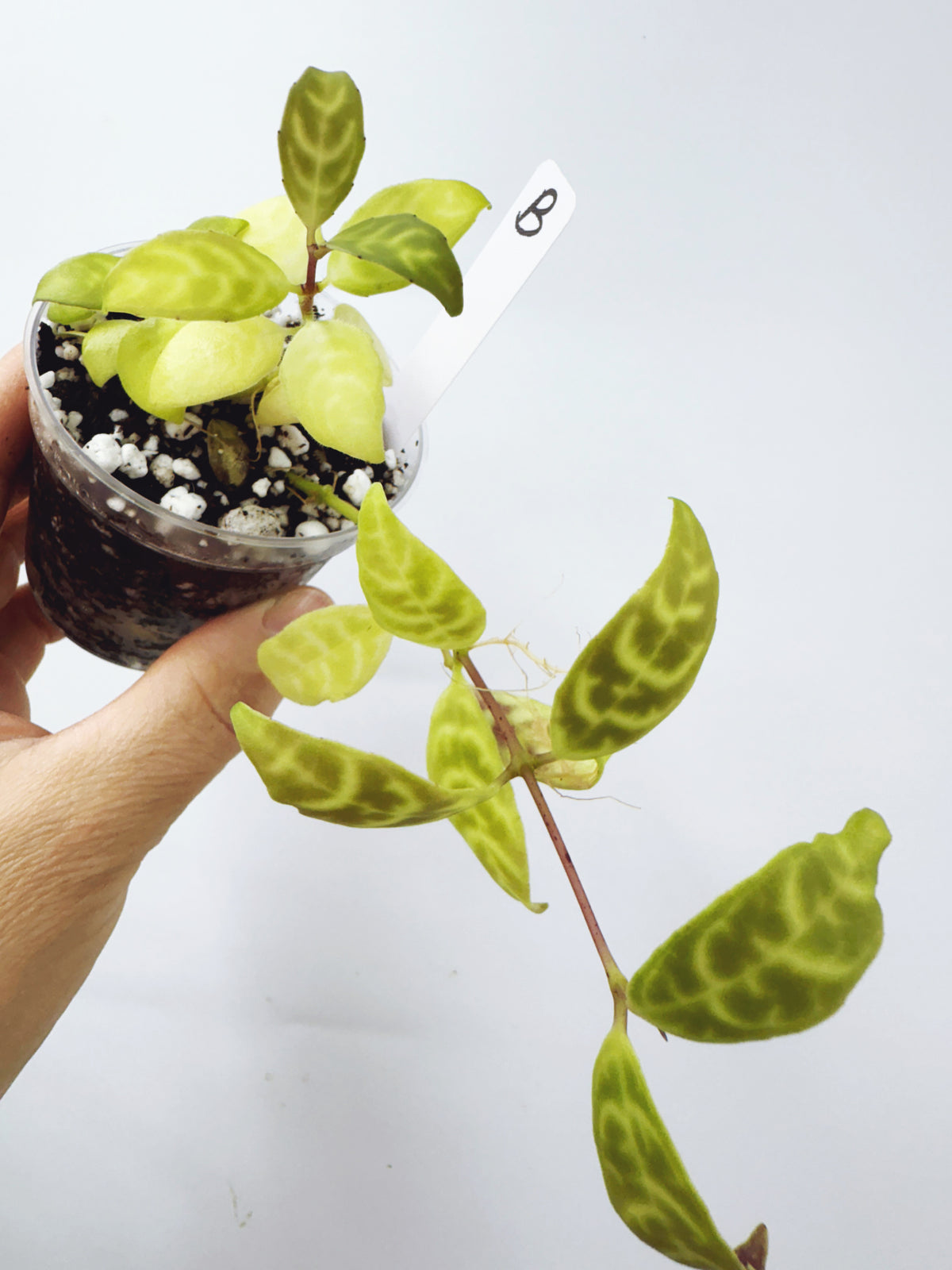 Aeschynanthus Black Pagoda Lipstick Plant (Plant B)