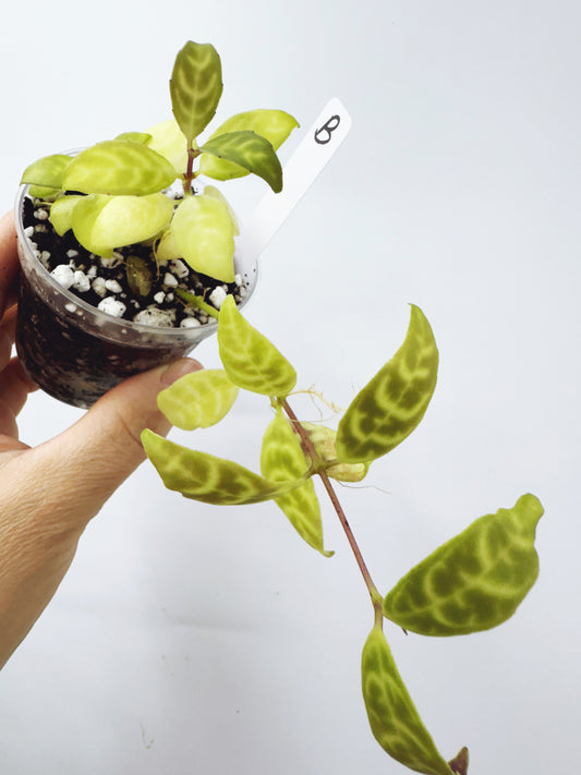 Aeschynanthus Black Pagoda Lipstick Plant (Plant B)