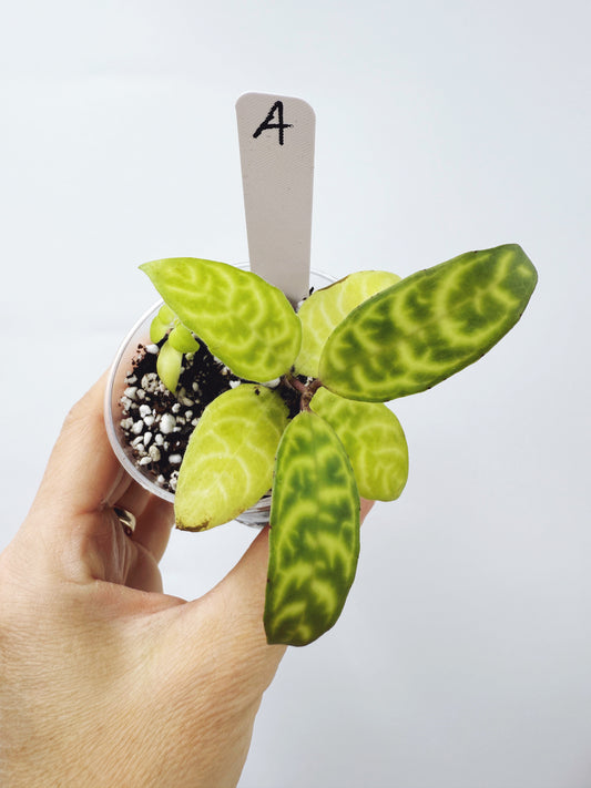 Aeschynanthus Black Pagoda Lipstick Plant (Plant A)