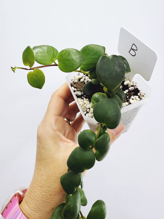 Aeschynanthus Thai Pink Lipstick Plant (Plant B)