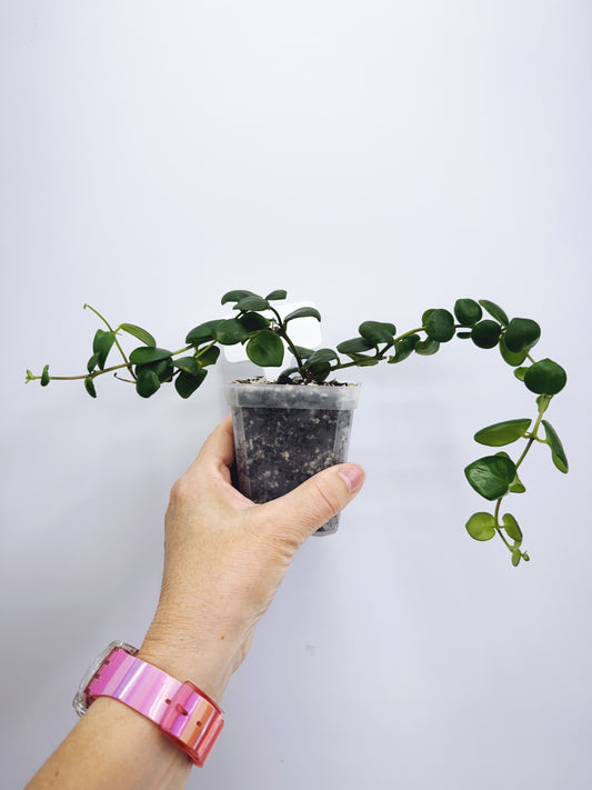 Aeschynanthus Thai Pink Lipstick Plant (Plant A)