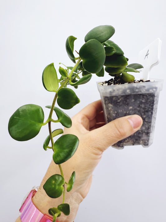 Aeschynanthus Thai Pink Lipstick Plant (Plant A)