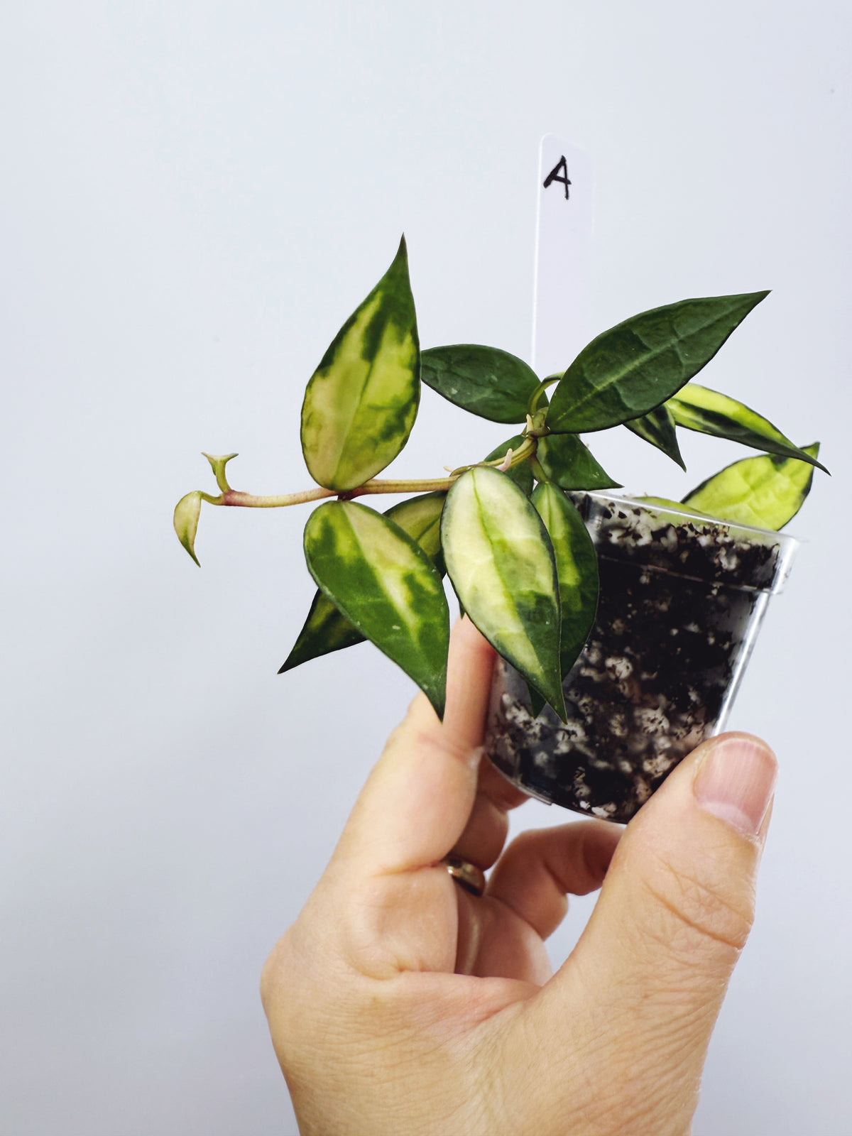 Hoya Lacunosa Variegated (Plant A)