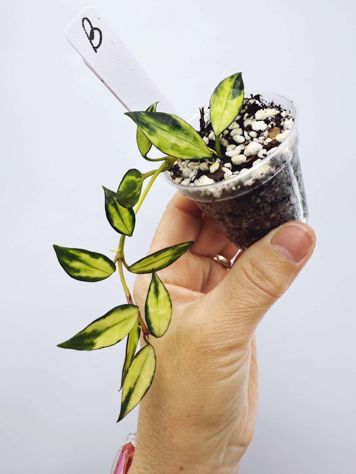 Hoya Lacunosa Variegated (Plant B)
